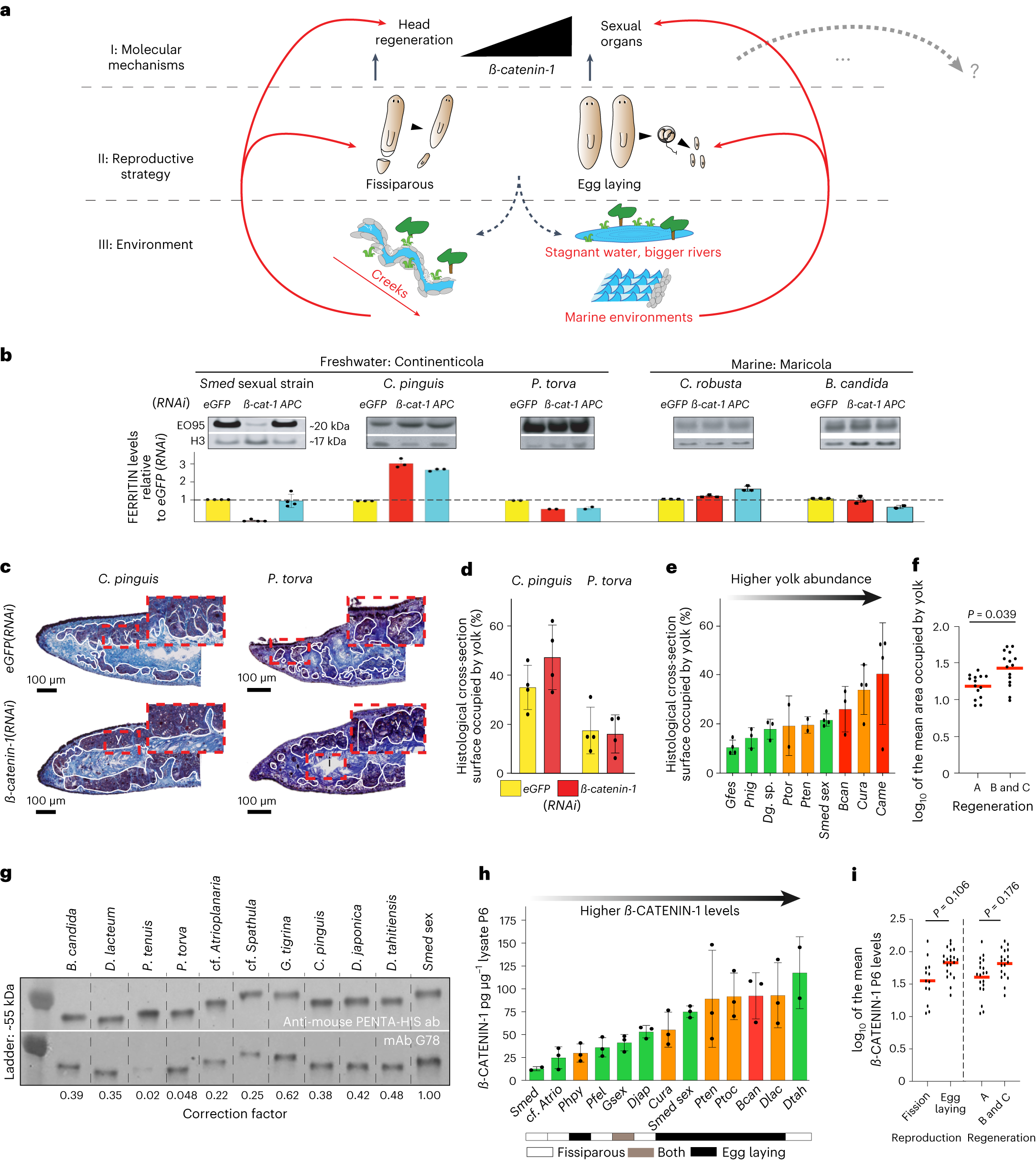 Fig. 6: Model and model testing.