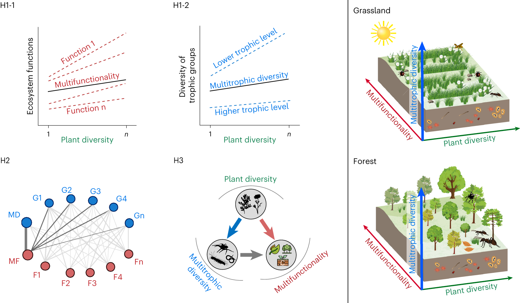 Plant diversity enhances ecosystem multifunctionality via multitrophic  diversity | Nature Ecology & Evolution
