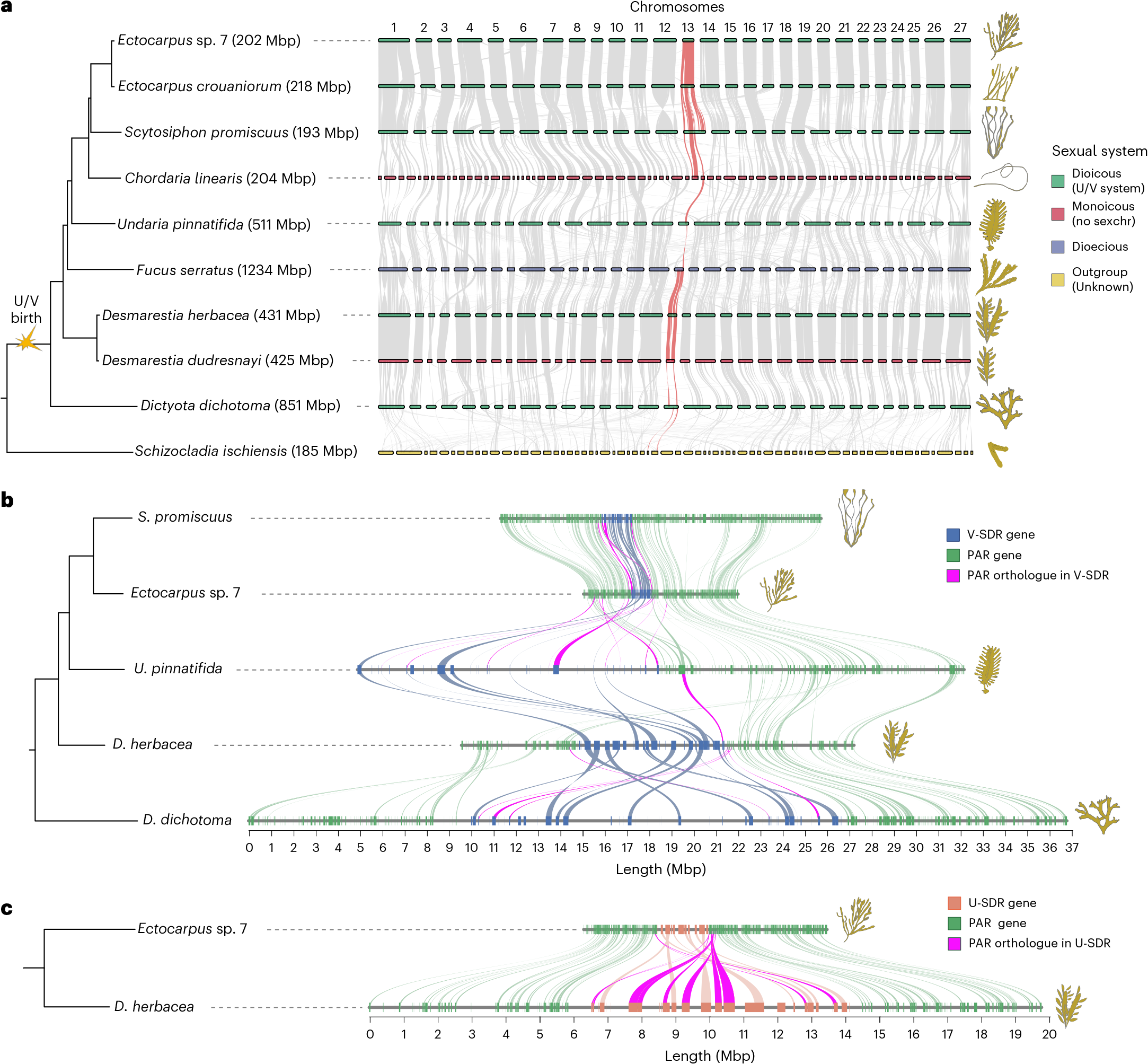 褐藻の性染色体の起源と進化運命を解明(Ancient origins sex chromosomes in brown algae)