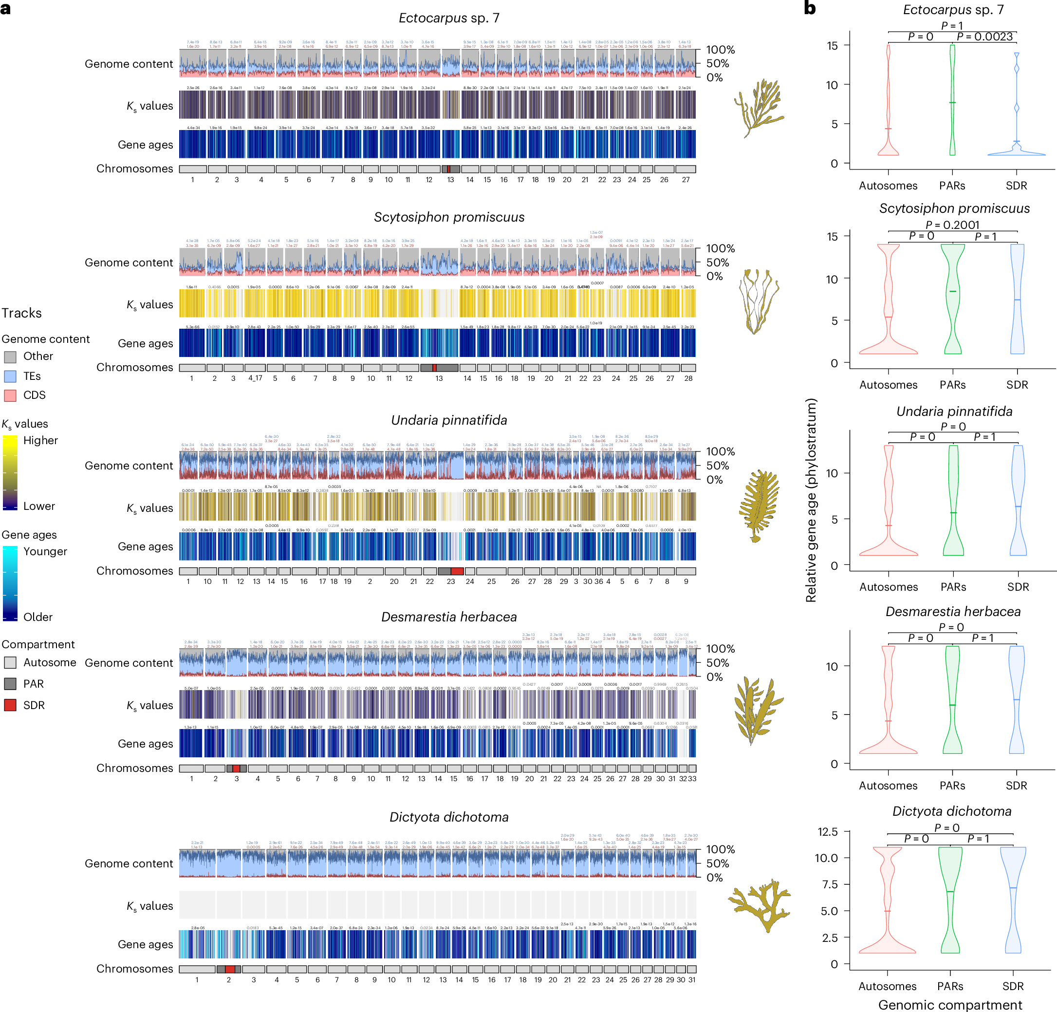Fig. 3: The U/V sex chromosomes are enriched in taxonomically restricted genes.