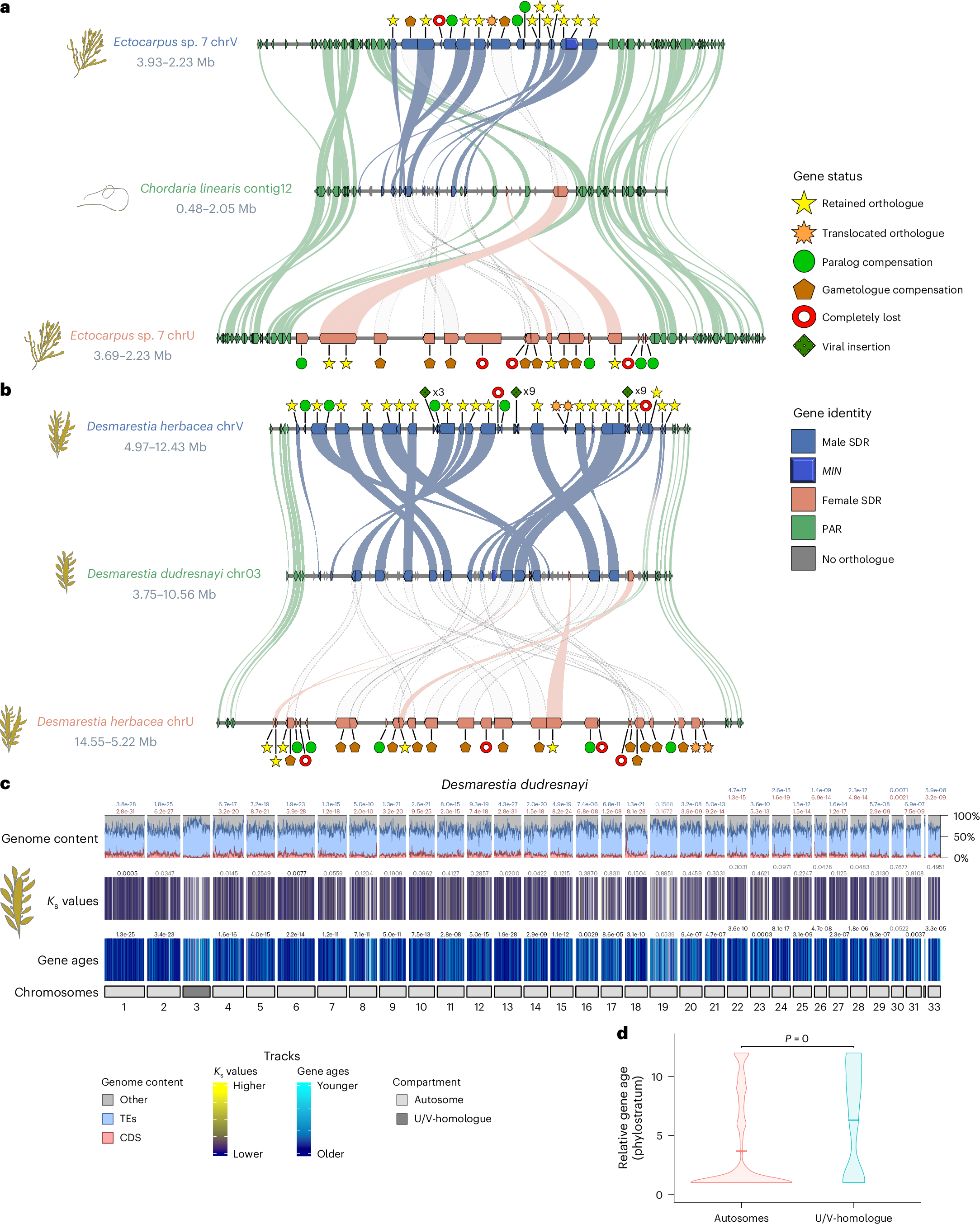 Fig. 4: Fate of sex chromosomes during transitions from dioicy to co-sexuality (monoicy).
