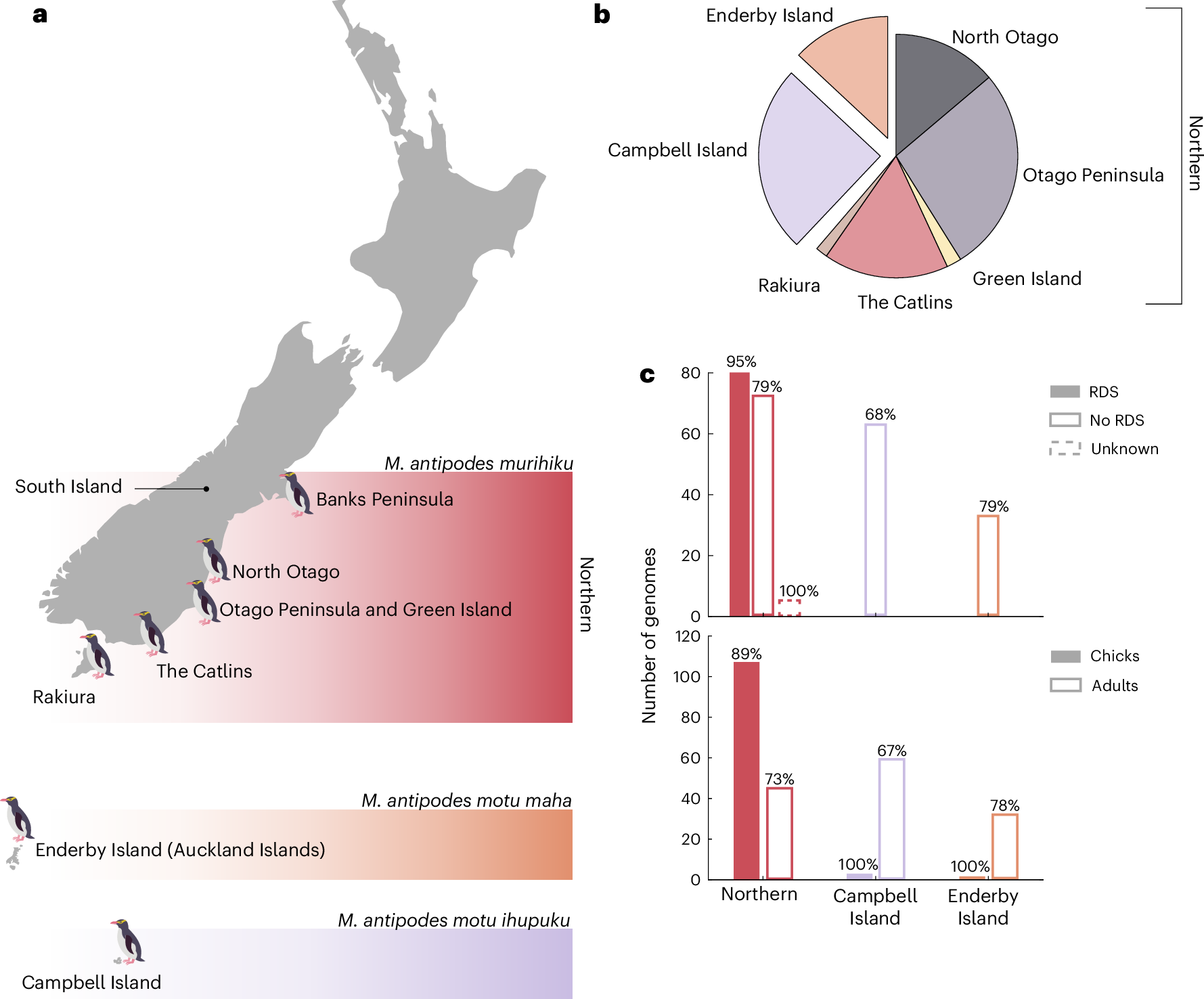 Population genomics of yellow-eyed penguins uncovers subspecies divergence  and candidate genes linked to respiratory distress syndrome