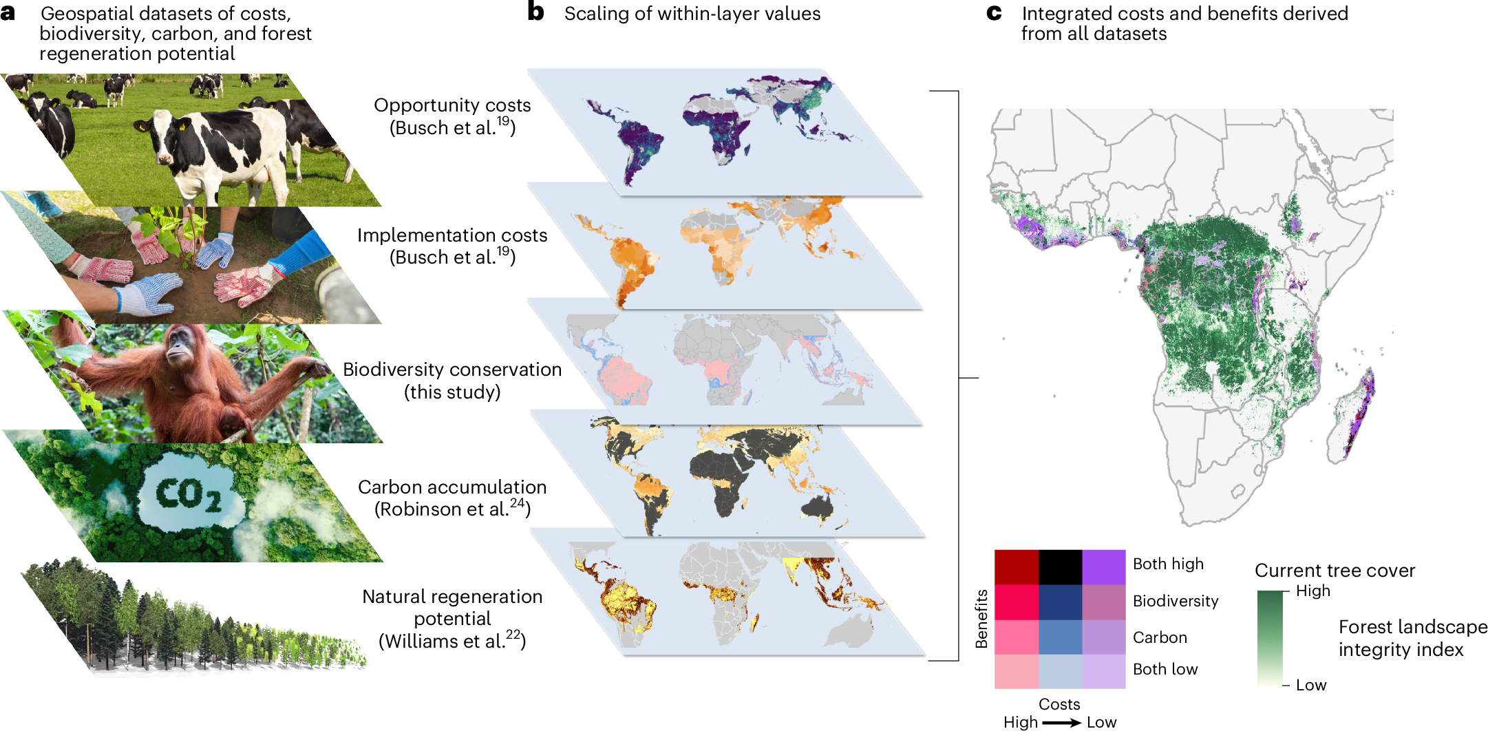 Photograph accompanying Letting tropical forests grow back can cost 96% less than planting them, cost mapping finds
