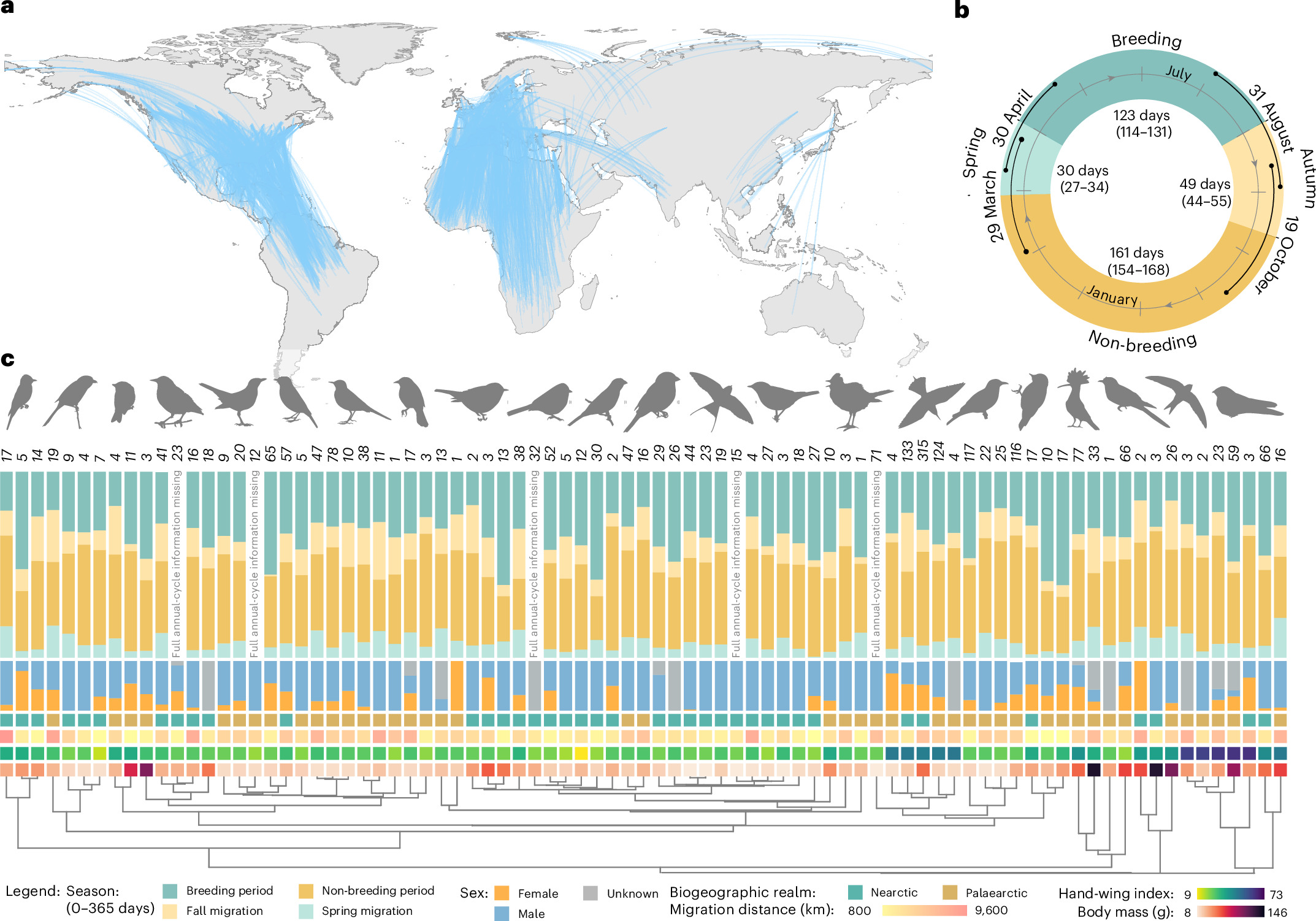 Temporal links in avian migration schedules across the annual cycle