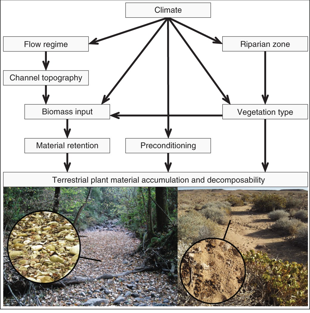 A global analysis of terrestrial plant litter dynamics in non-perennial  waterways | Nature Geoscience