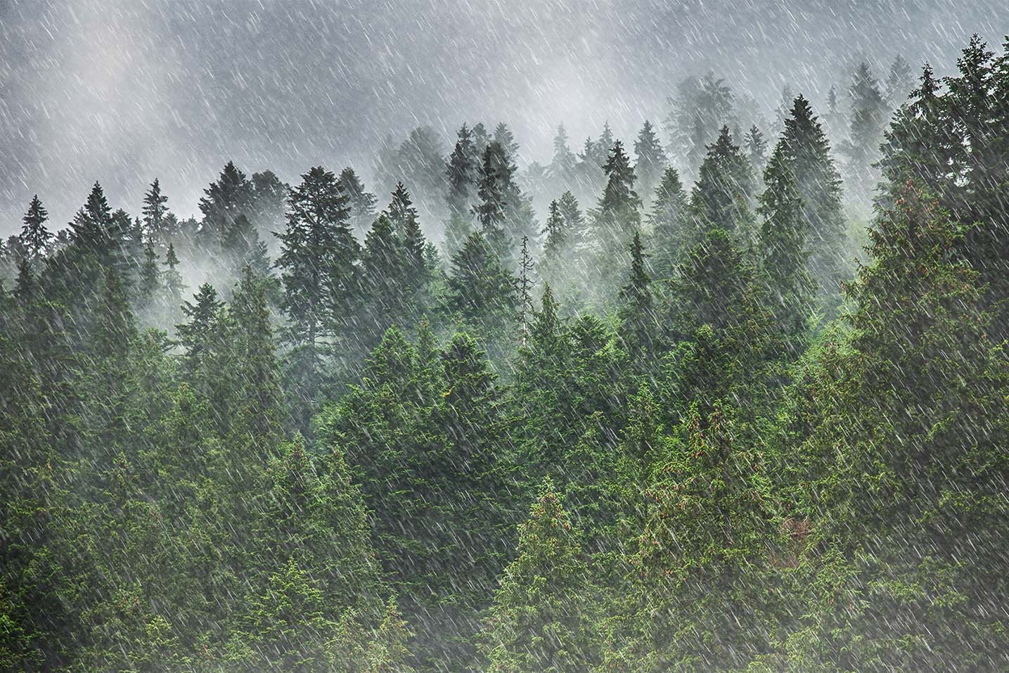 Planting Trees To Combat Drought Nature Geoscience