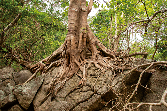 Plants rooted in rocks | Nature Geoscience