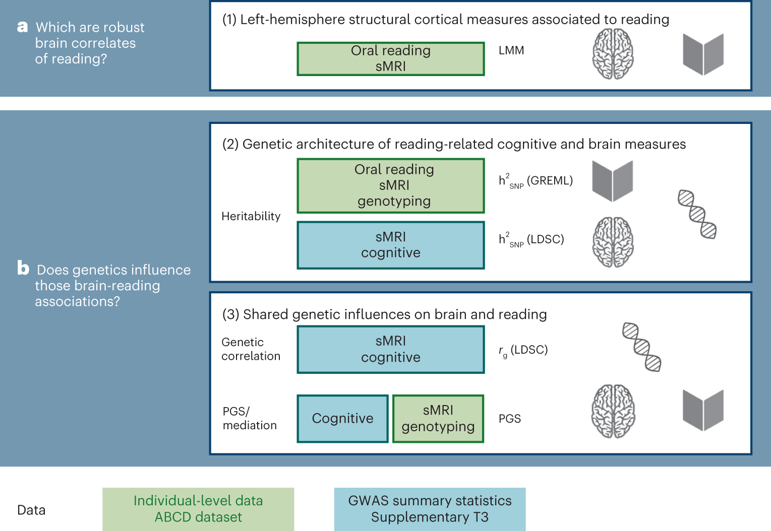 The genetic architecture of the human cerebral cortex