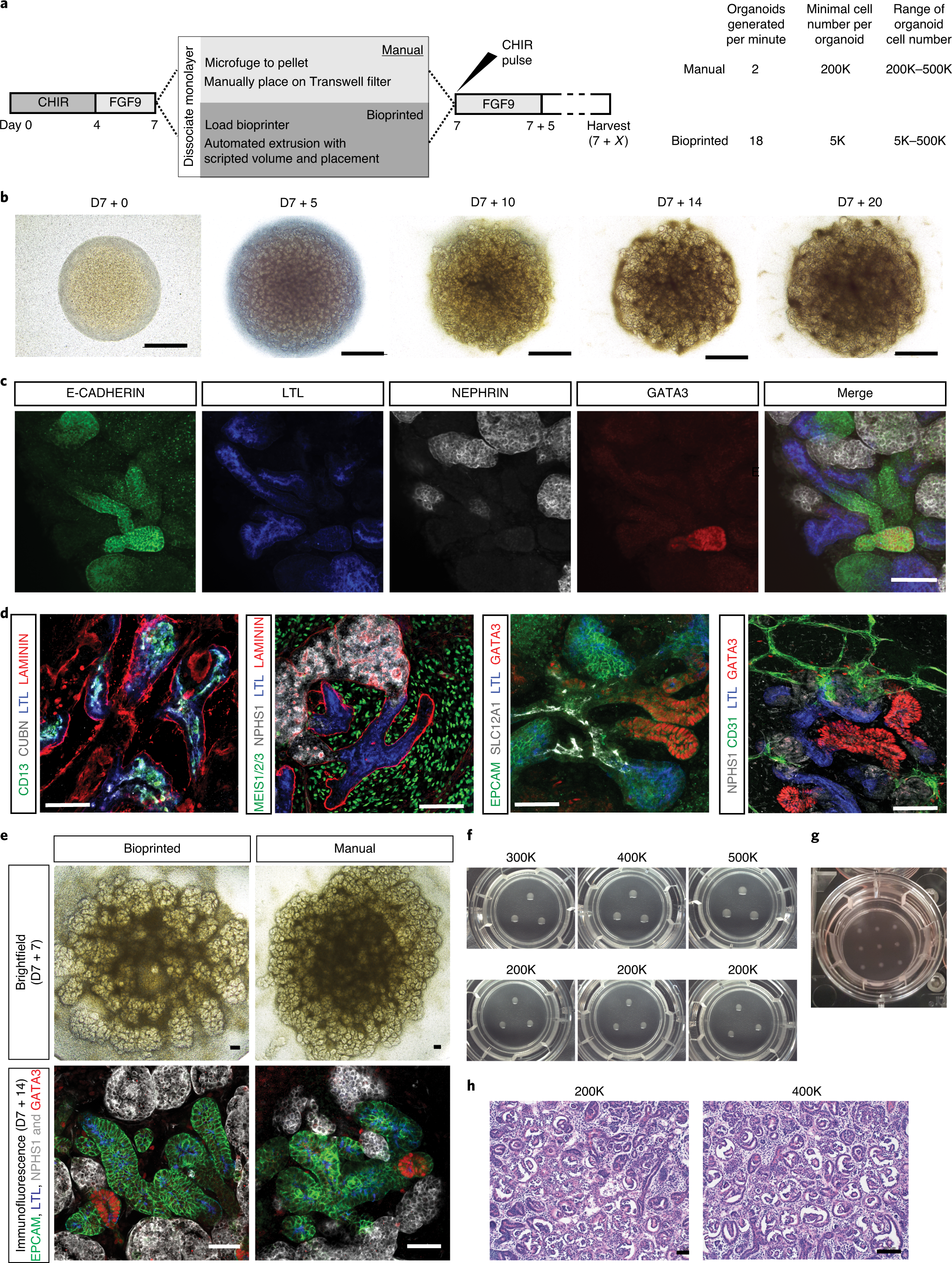 Cellular extrusion bioprinting improves kidney organoid reproducibility and  conformation | Nature Materials