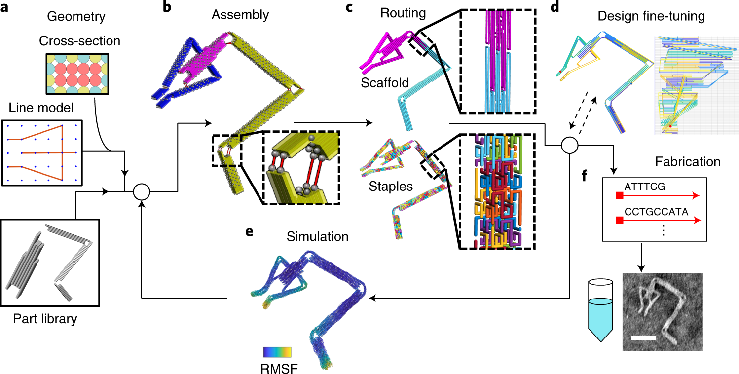 maat Ritmisch sigaar Integrated computer-aided engineering and design for DNA assemblies |  Nature Materials