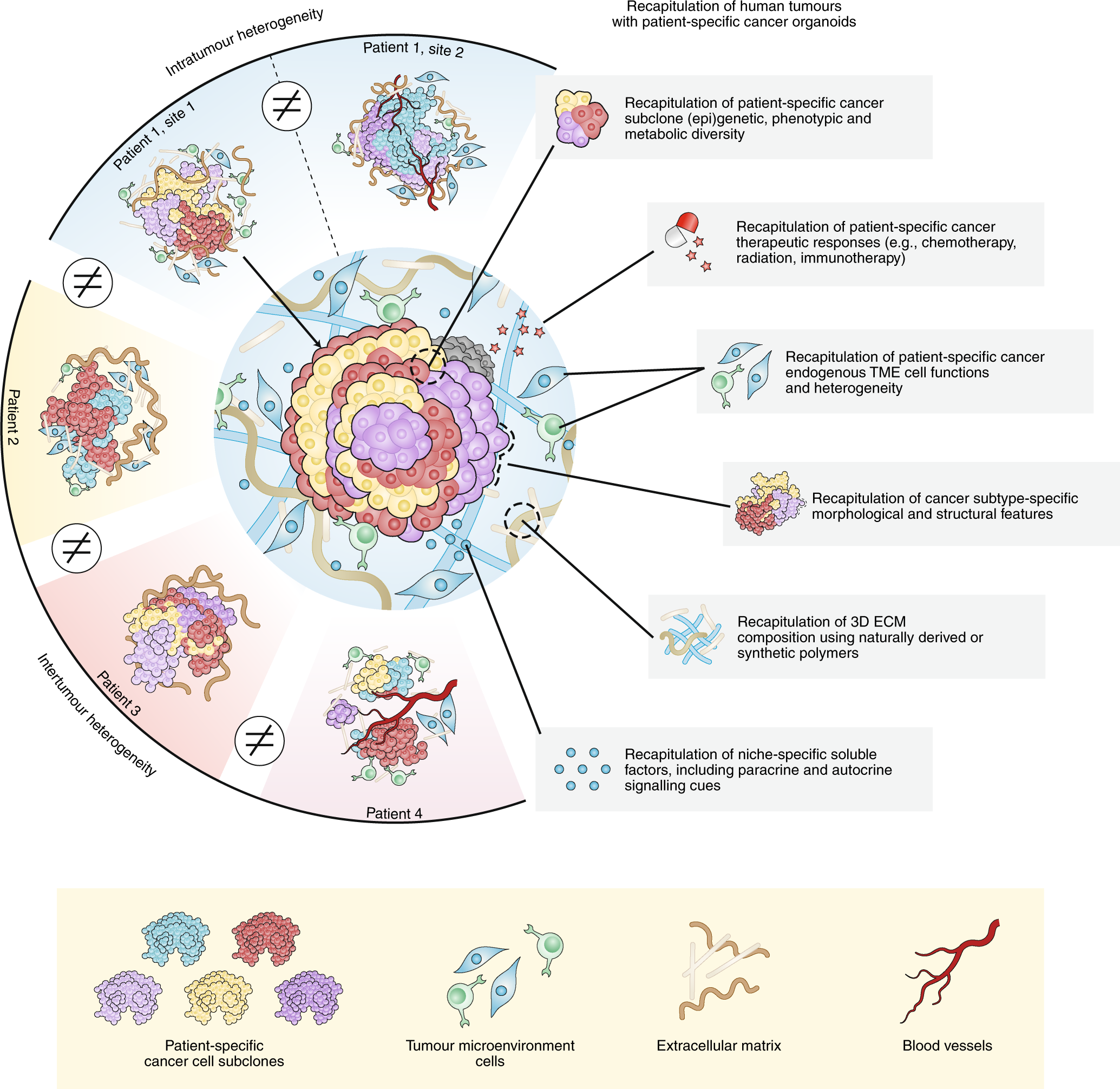 Next-generation cancer organoids | Nature Materials
