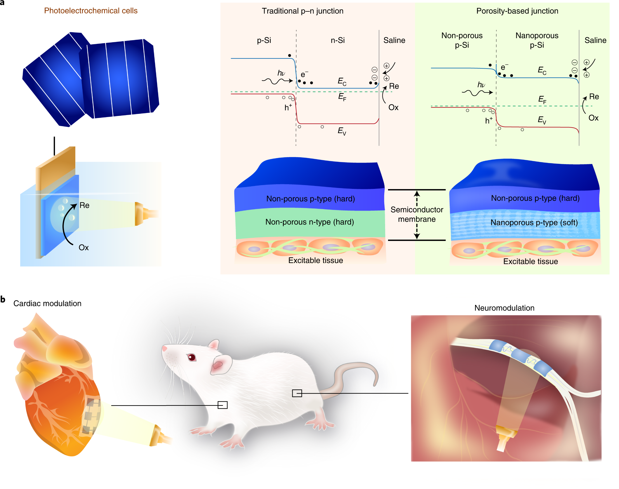 Porosity-based heterojunctions enable leadless optoelectronic modulation of  tissues | Nature Materials