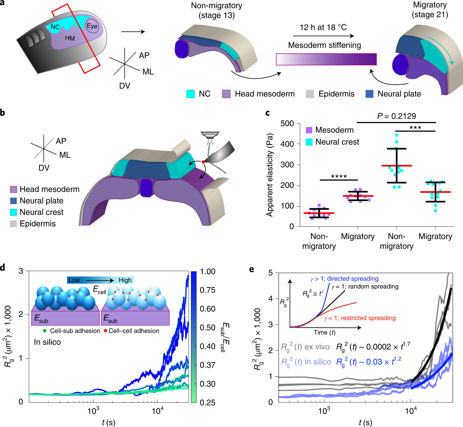 Fig. 1: NC cells reduce their stiffness at the onset of CCM in vivo.