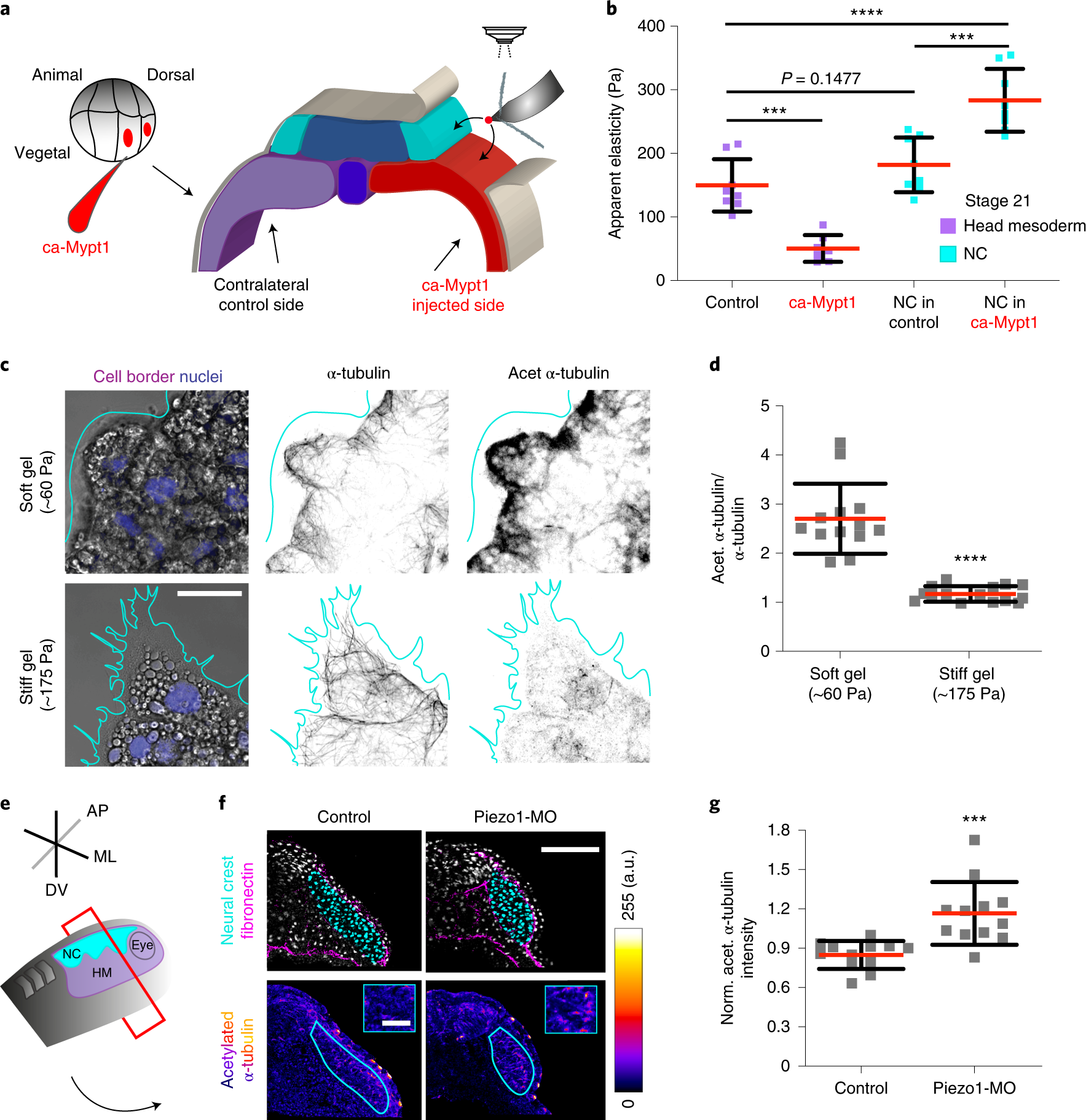 Fig. 4: Mesoderm stiffening control microtubule deacetylation via Piezo1-mediated mechanosensing.
