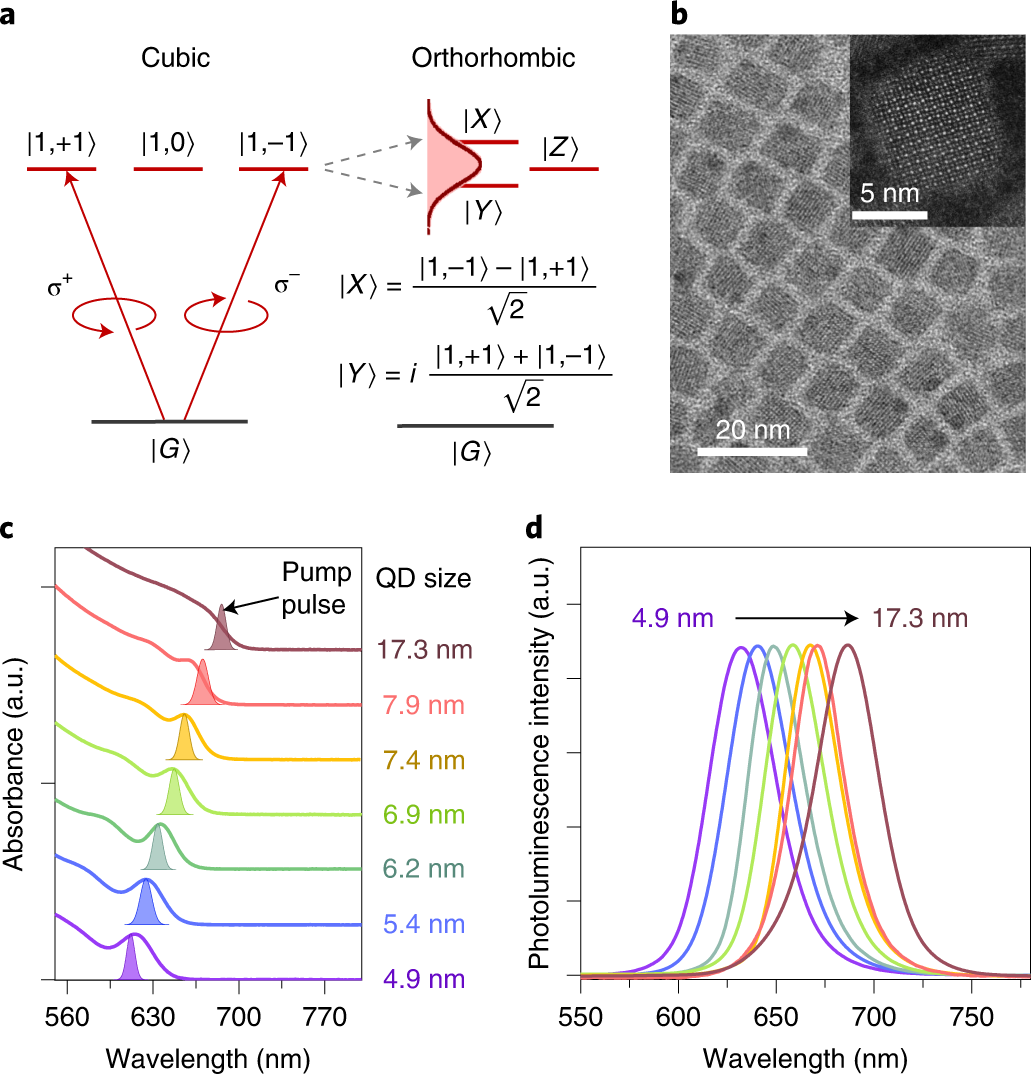 Sub-Single-Exciton Optical Gain in Lead Halide Perovskite Quantum Dots  Revealed by Exciton Polarization Spectroscopy
