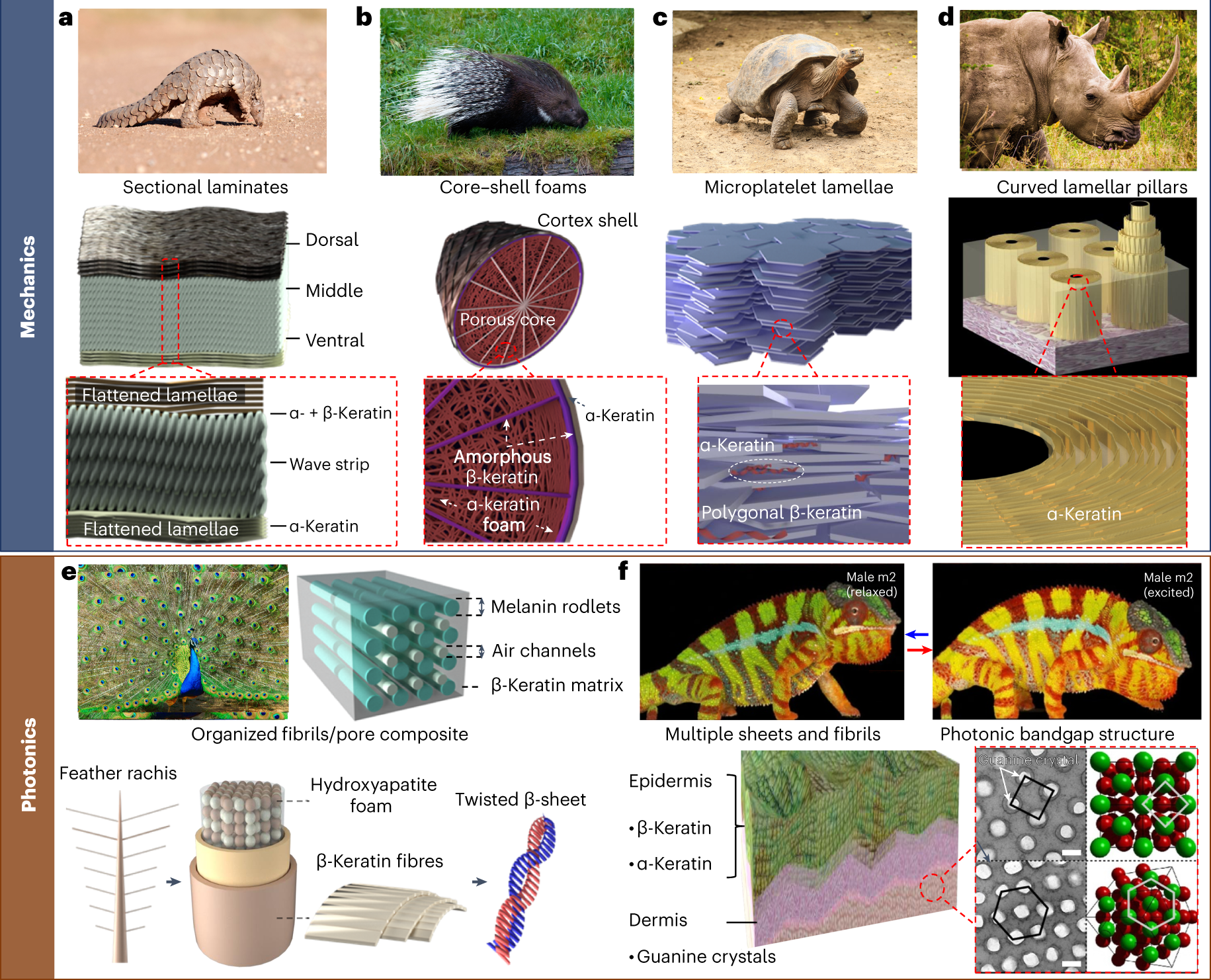 Recyclable skin Cut Out Stock Images & Pictures - Page 2 - Alamy