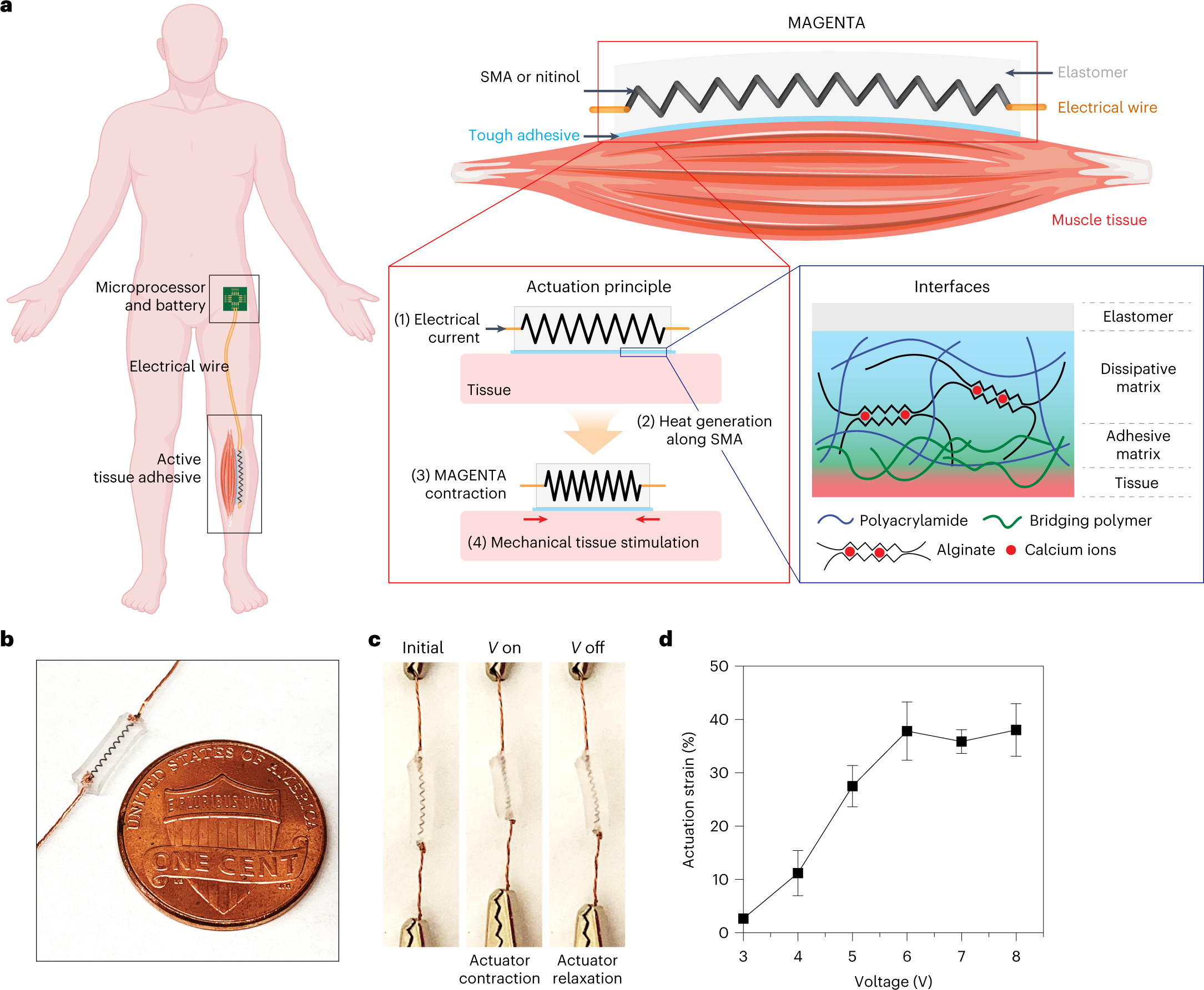 Active tissue adhesive activates mechanosensors and prevents muscle atrophy  | Nature Materials