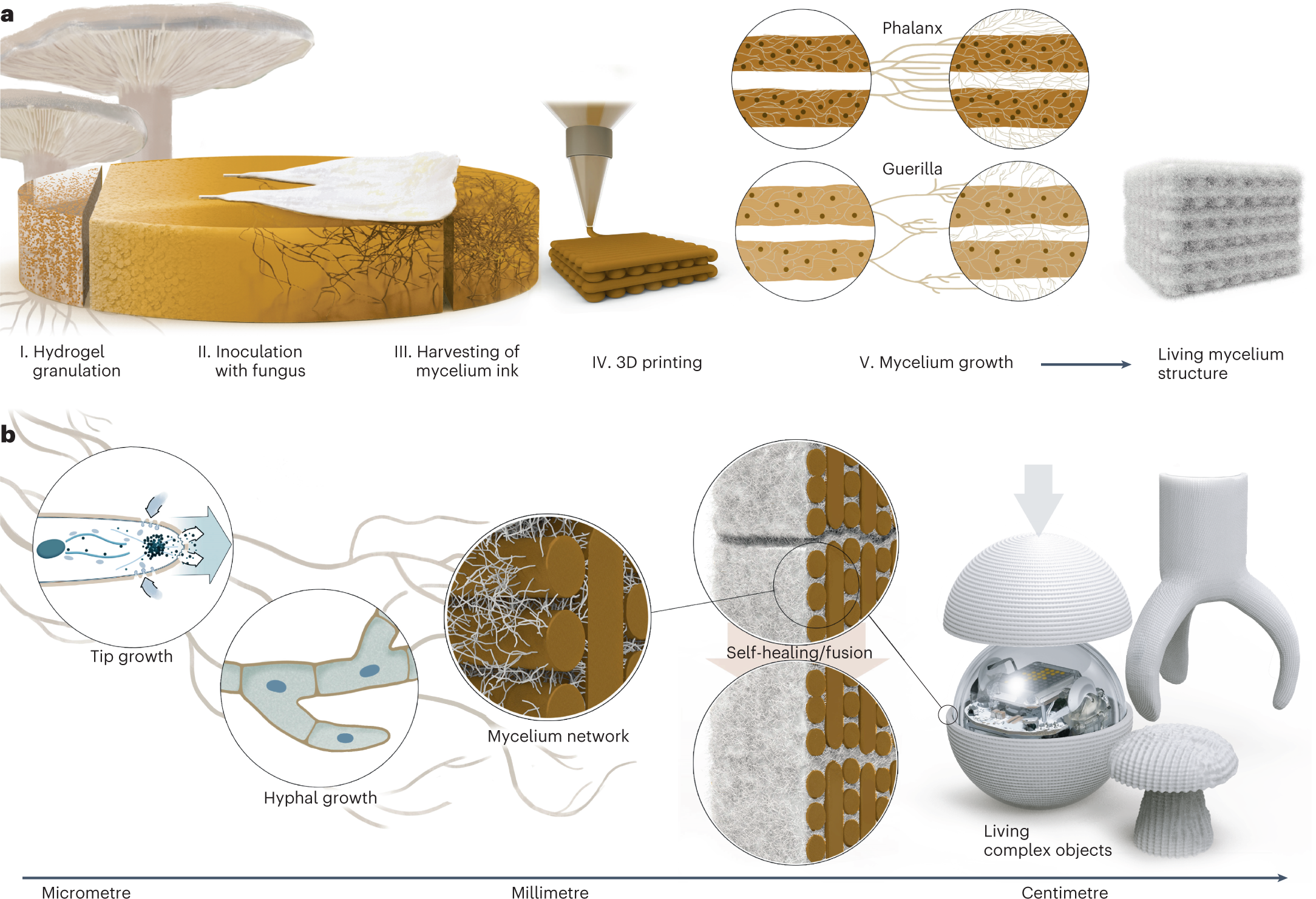 Three-dimensional printing of mycelium hydrogels into living
