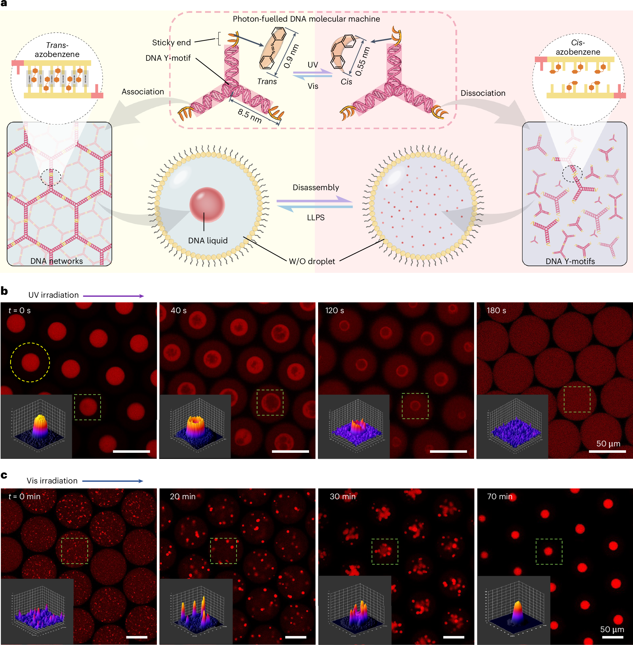 DNA photofluids show life-like motion | Nature Materials