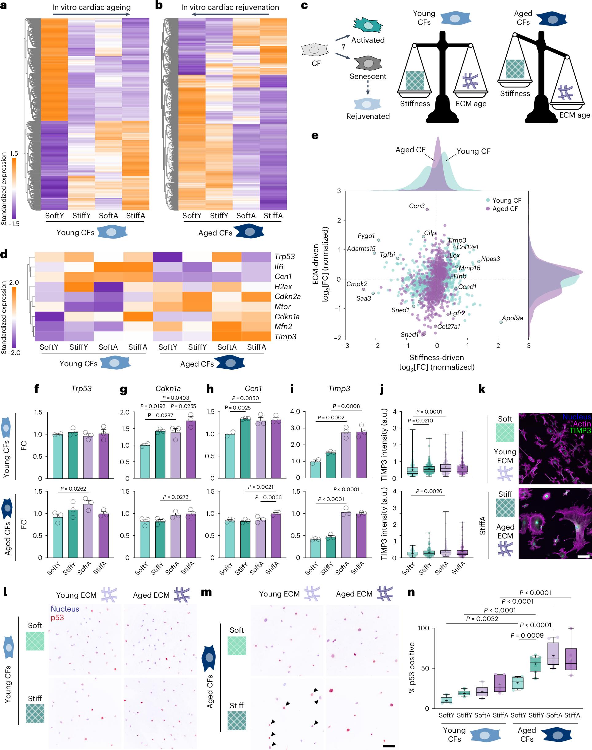 Fig. 6: Cooperative matrix cues drive CF senescence and rejuvenation.