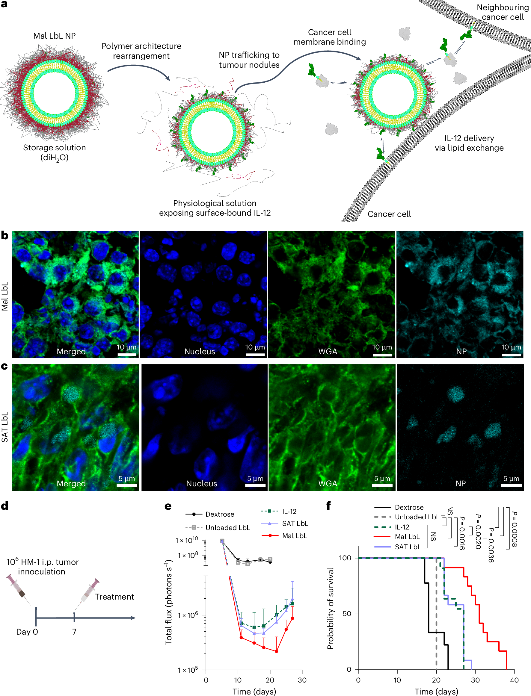 Fig. 5: Mal LbL NP efficacy depends on lipid-exchange-driven distribution within tumour nodules.