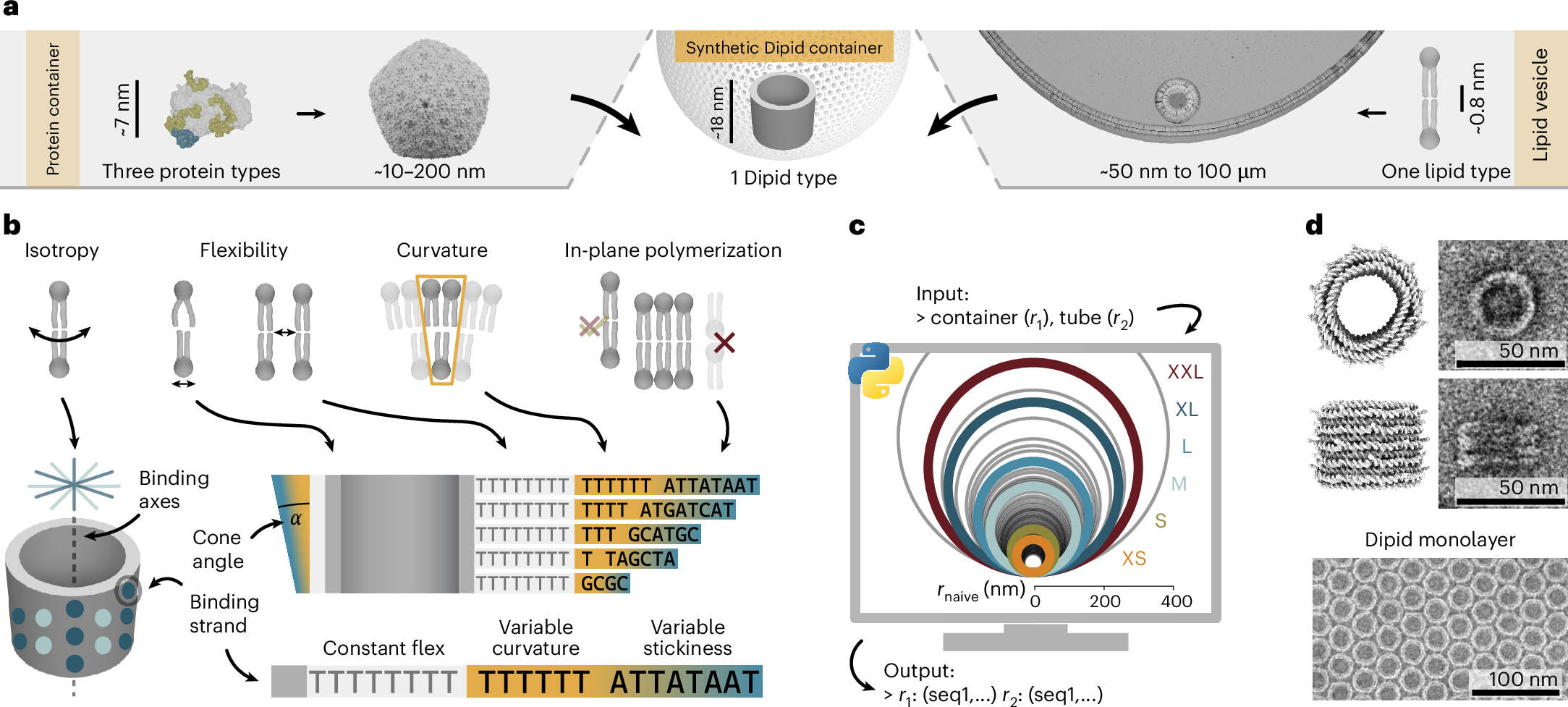 Self-assembled cell-scale containers made from DNA origami membranes |  Nature Materials
