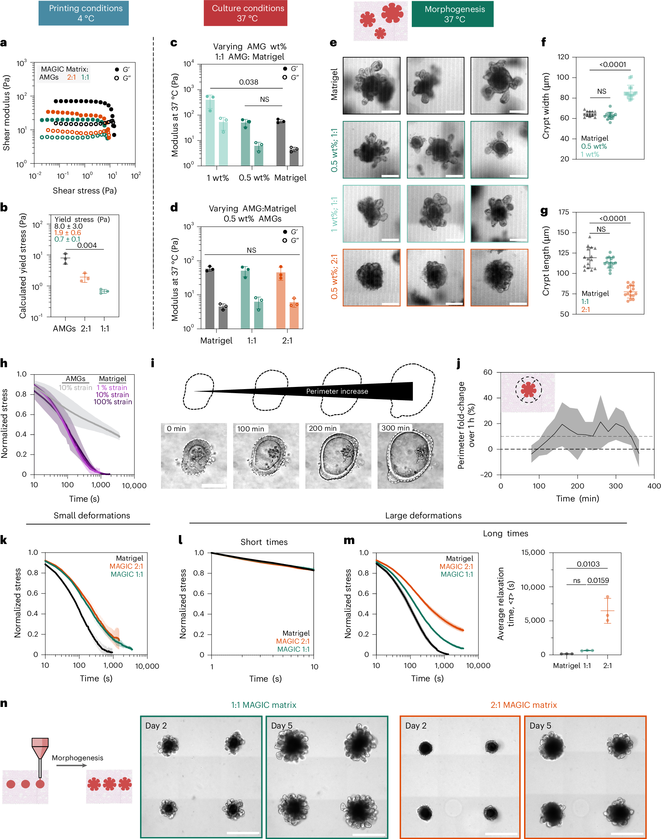 Fig. 2: Rheological properties of MAGIC matrices including low stiffness and stress relaxation drive gold-standard morphogenesis.