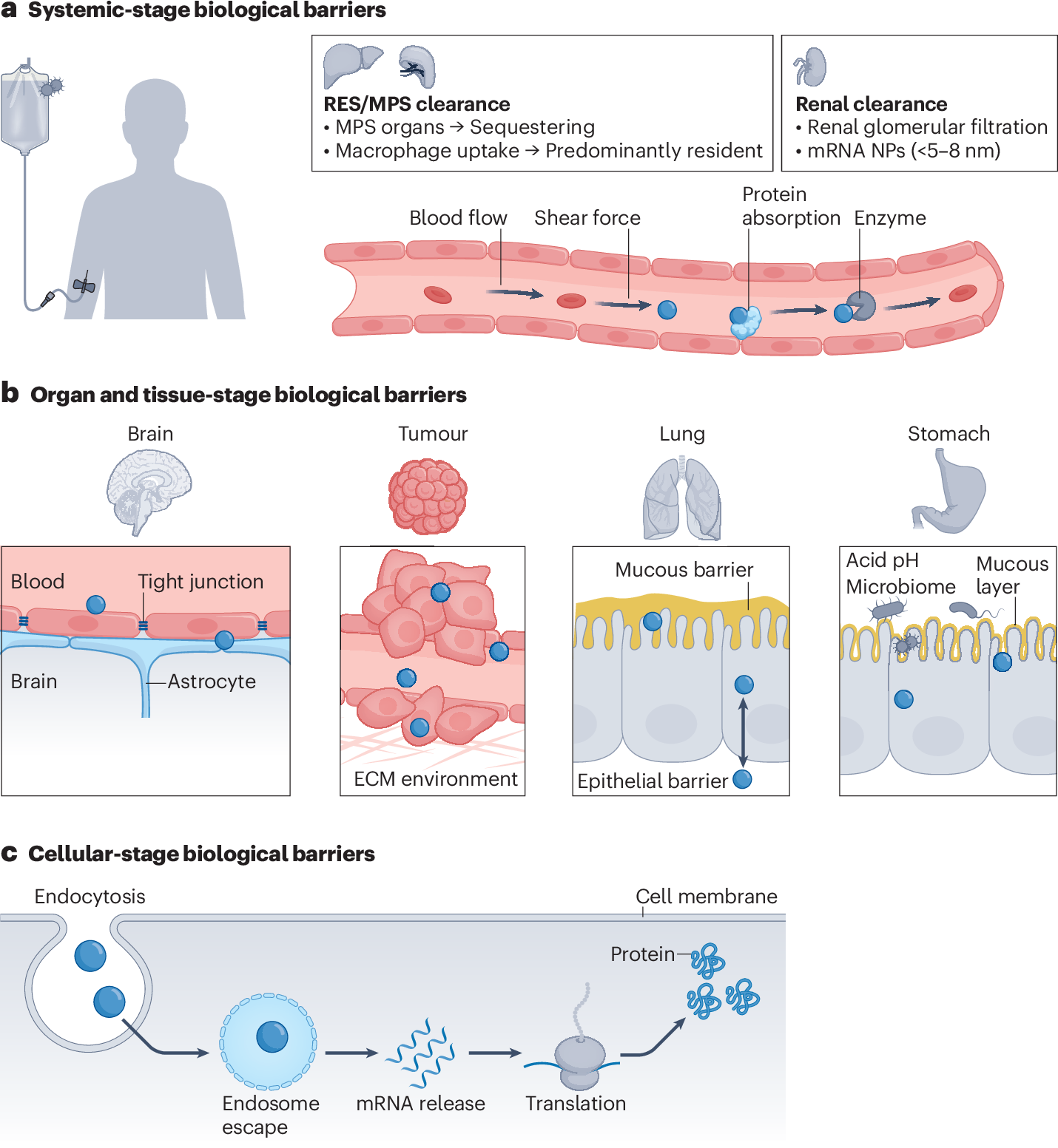 does glutathione thin blood Nanotechnology-mediated precision delivery of mRNA