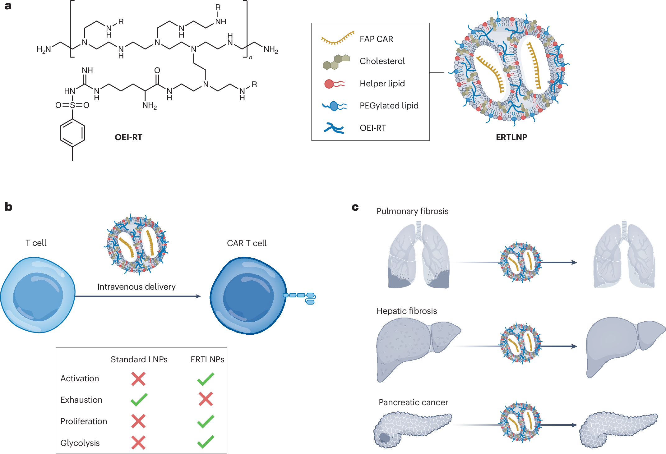 A boost for CAR T cell therapy