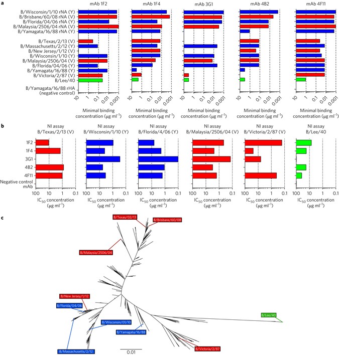 Broadly Protective Murine Monoclonal Antibodies Against Influenza B Virus Target Highly Conserved Neuraminidase Epitopes Nature Microbiology