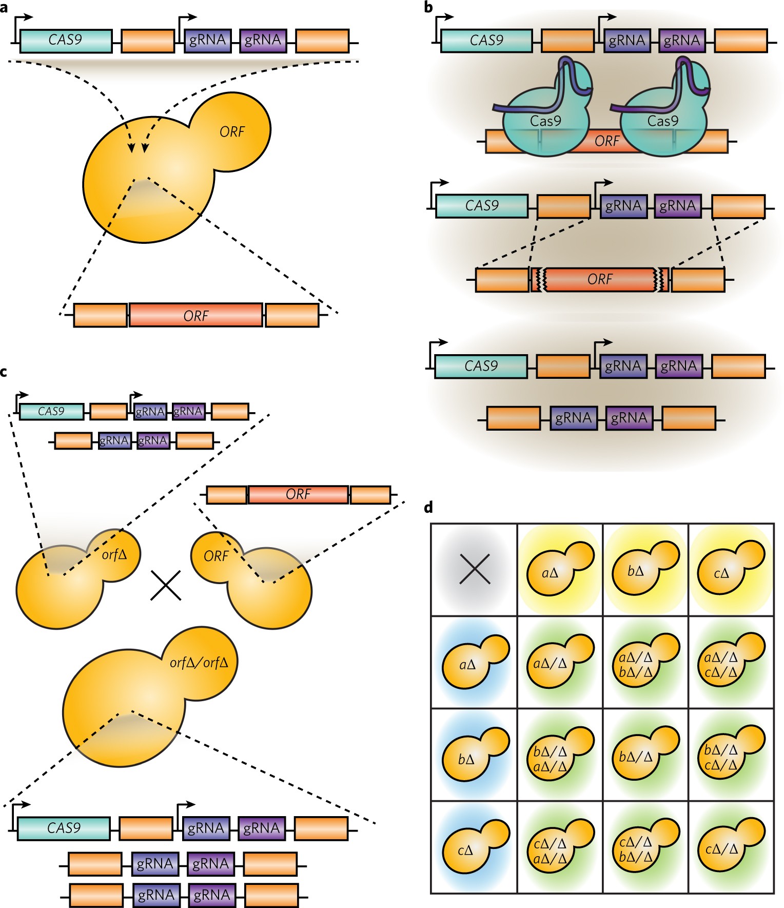 A CRISPRCas9 Based Gene Drive Platform For Genetic Interaction