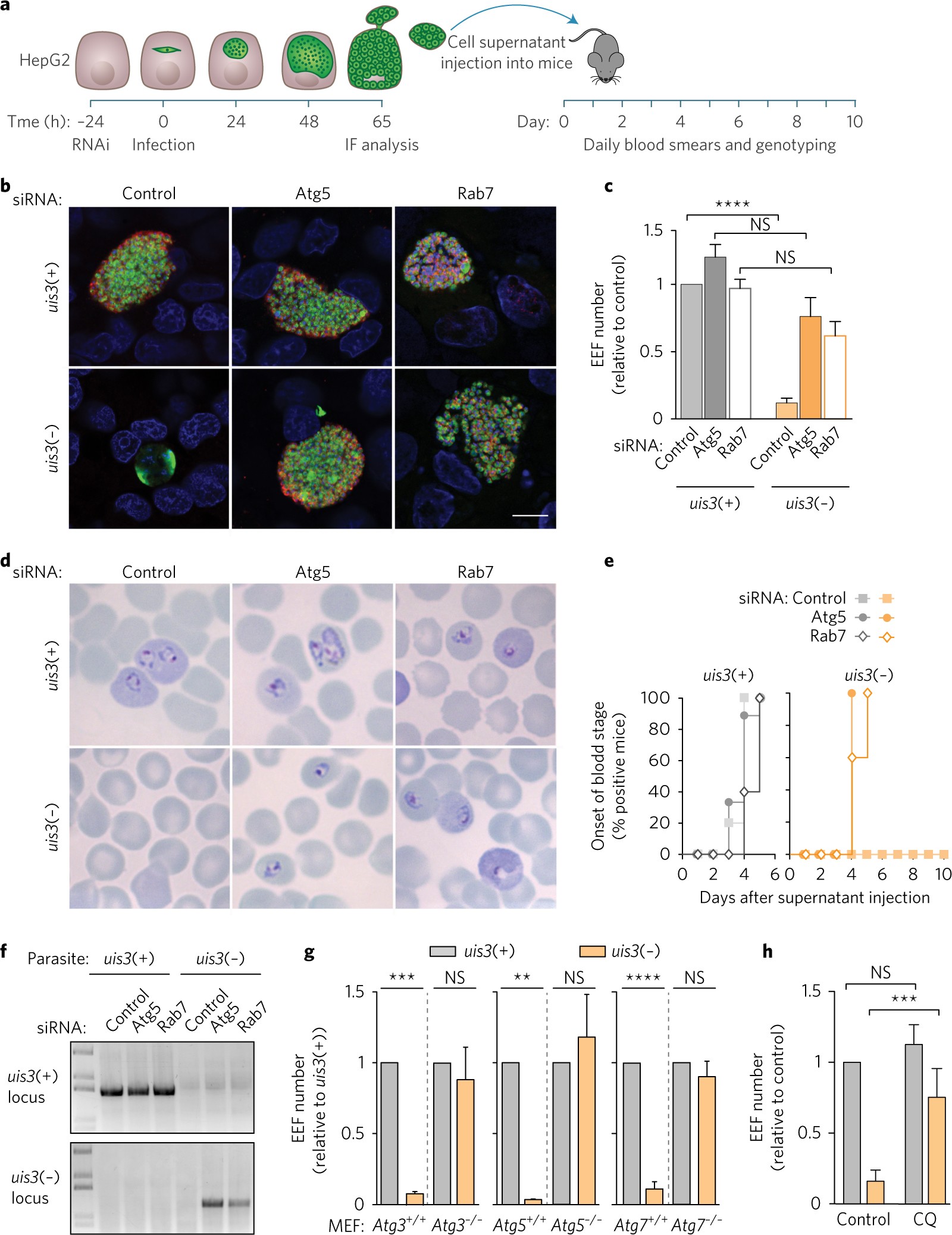 Plasmodium Uis3 Sequesters Host Lc3 To Avoid Elimination By Autophagy In Hepatocytes Nature Microbiology