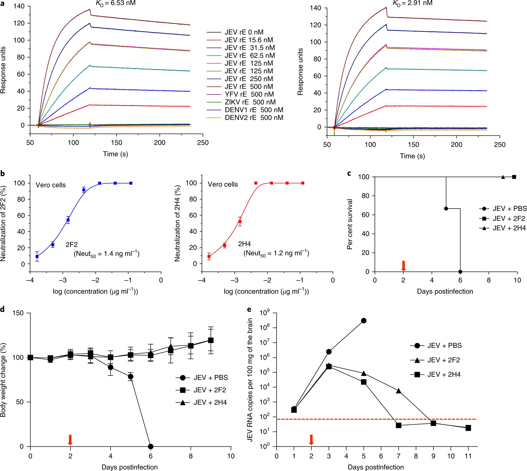 structural basis for neutralization