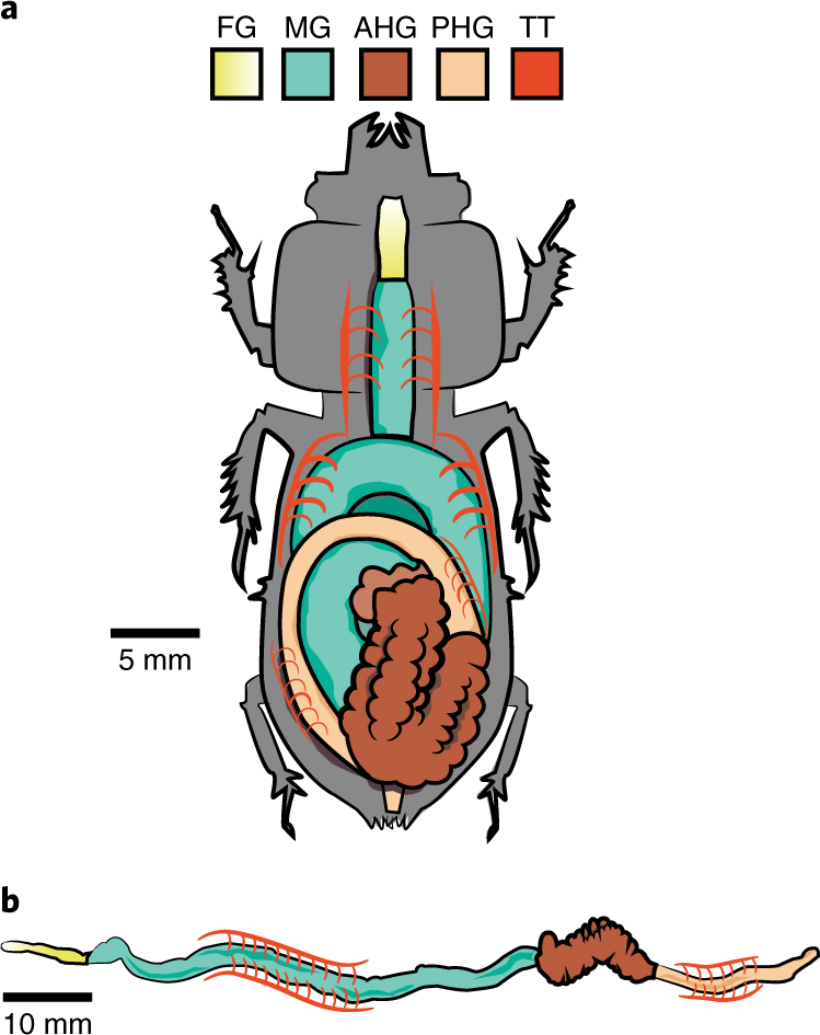 Gut anatomical properties and microbial functional assembly promote  lignocellulose deconstruction and colony subsistence of a wood-feeding  beetle | Nature Microbiology