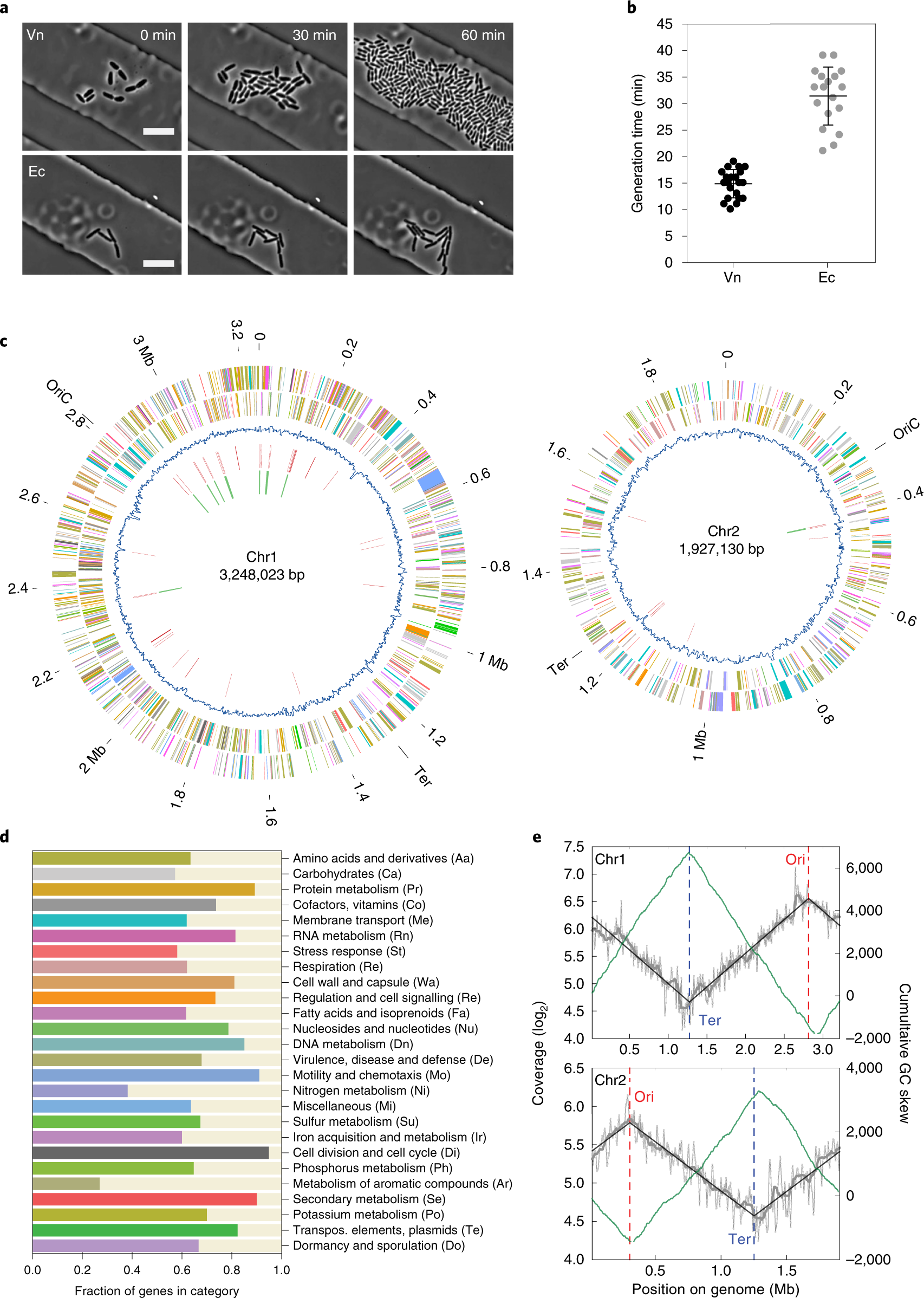 Functional genomics of the rapidly replicating bacterium Vibrio natriegens  by CRISPRi | Nature Microbiology