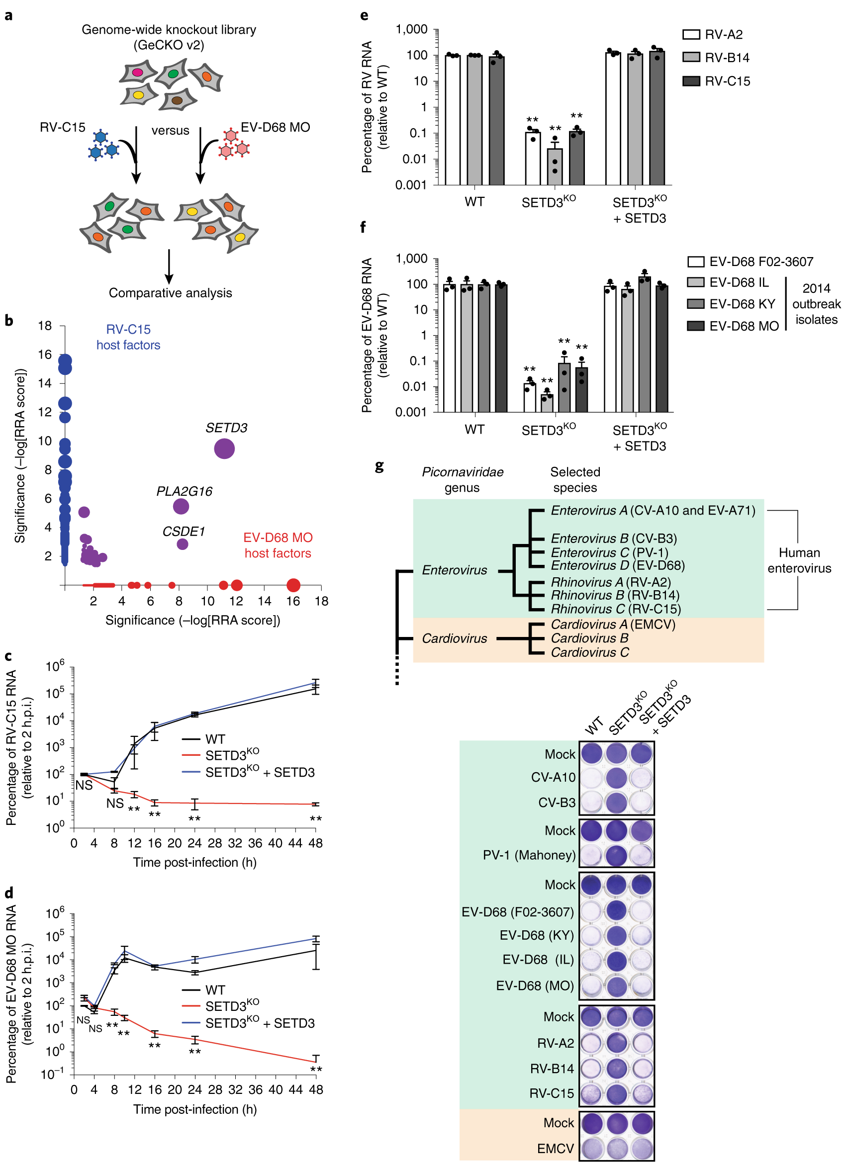 Enterovirus Pathogenesis Requires The Host Methyltransferase Setd3 Nature Microbiology