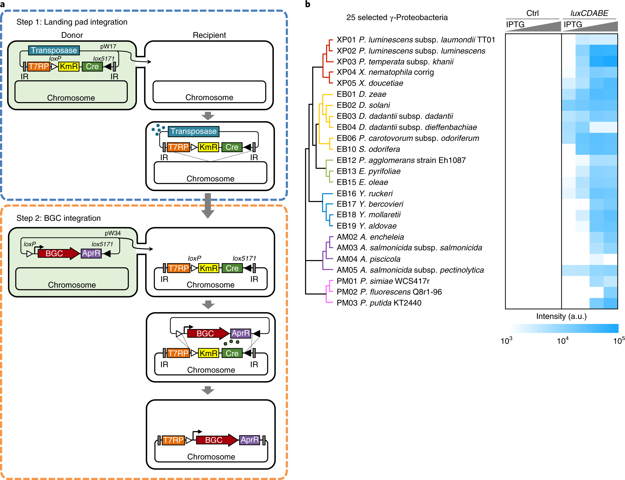 CRAGE enables rapid activation of biosynthetic gene clusters in  undomesticated bacteria | Nature Microbiology
