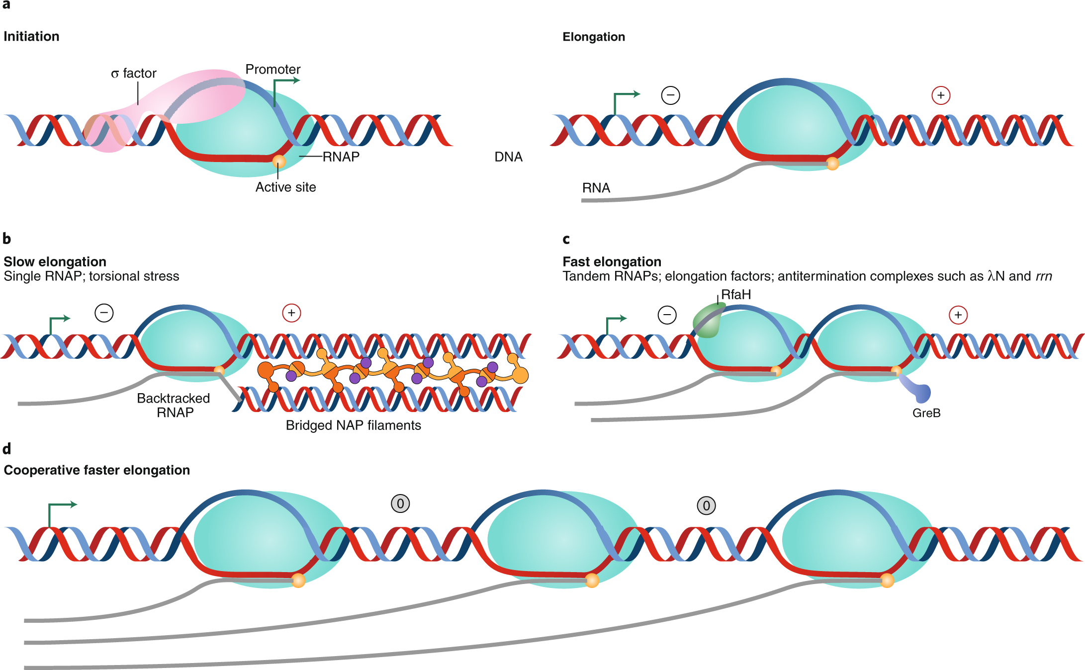 Обеспечивает синтез рнк противодействует тургору. RNA Synthesis Kit. Чему равно RNA В физике. The Template for t-RNA Synthesis is.