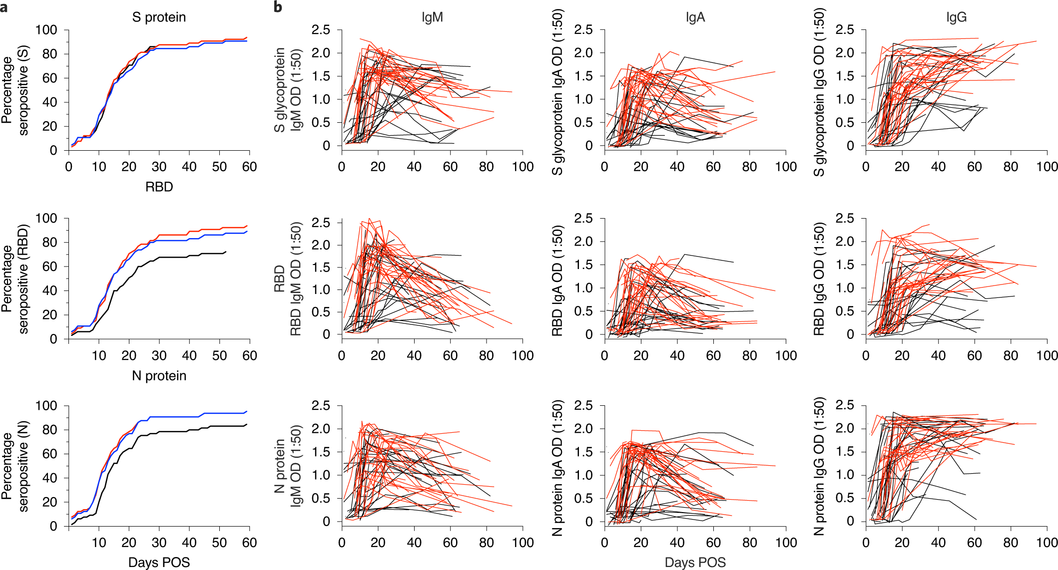 ELISA analysis of sera immunoglobulin (Ig)G dynamics. The data