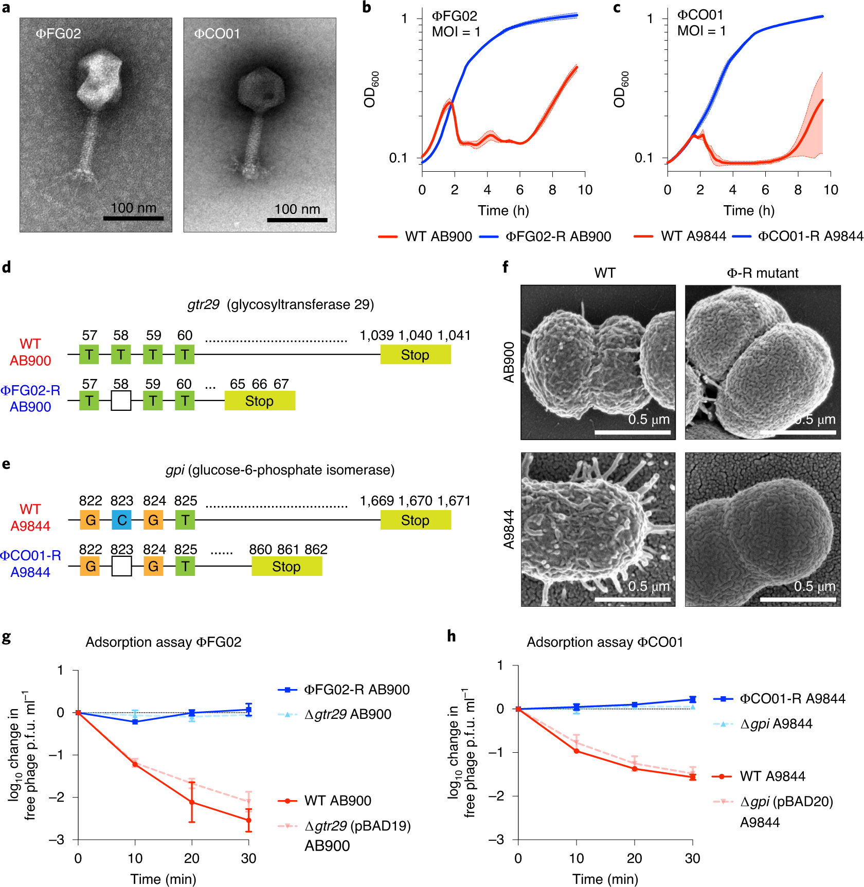 Bacteriophage-resistant Acinetobacter baumannii are resensitized to  antimicrobials | Nature Microbiology