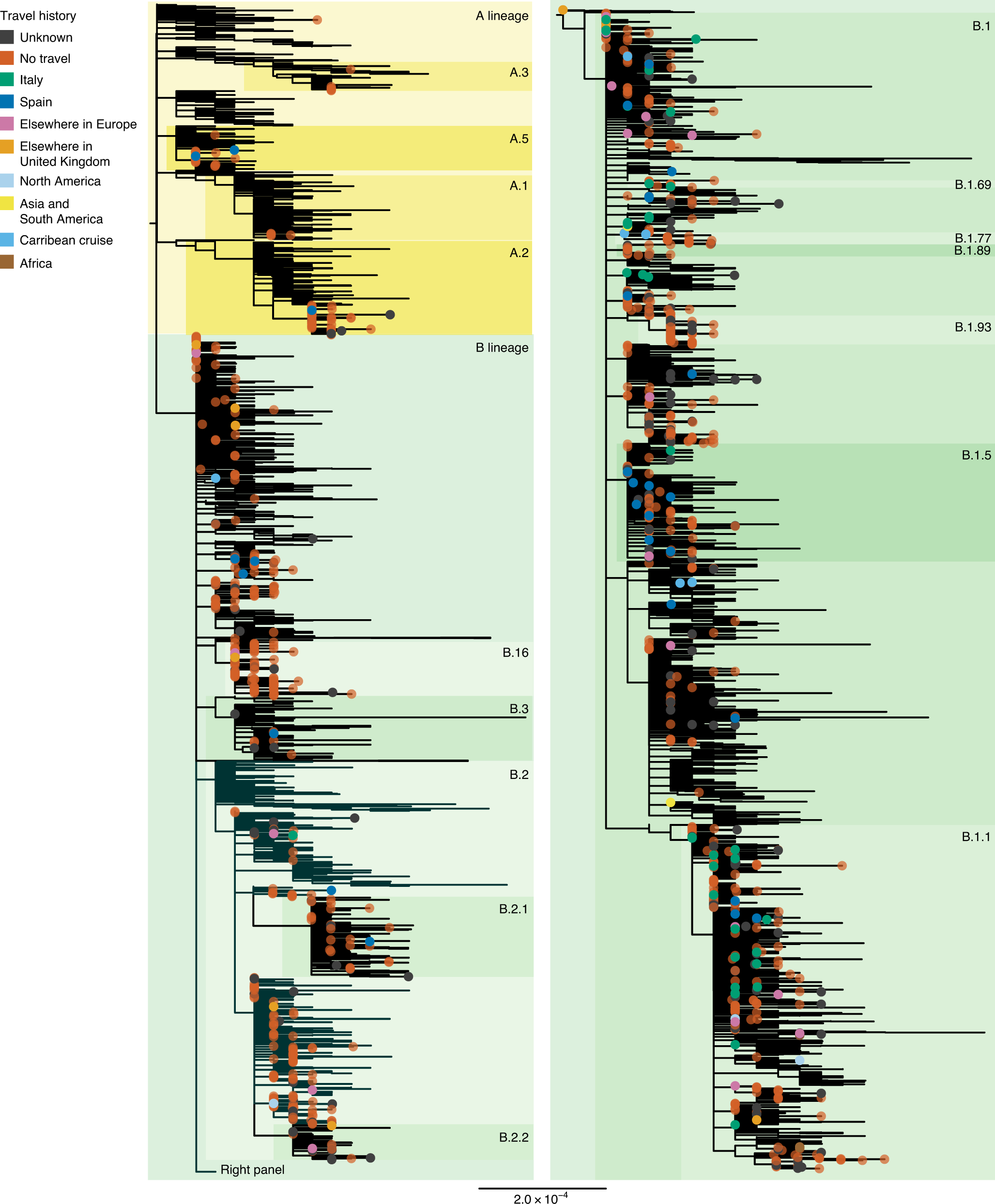 Fig. 2: Phylogenetic relationships of Scottish genomes to all SARS-CoV-2 genomes.