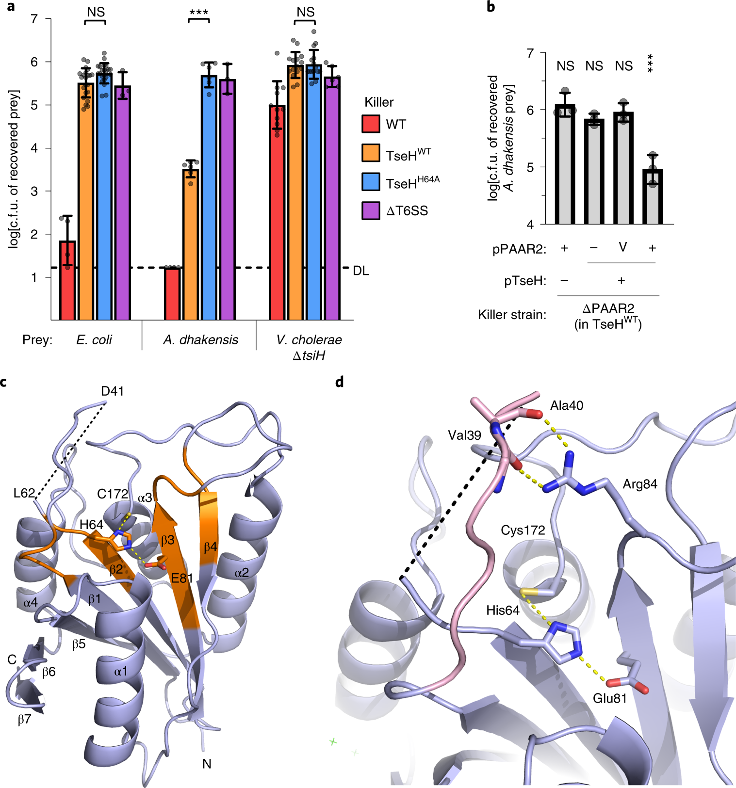 Envelope stress responses defend against type six secretion system attacks  independently of immunity proteins | Nature Microbiology