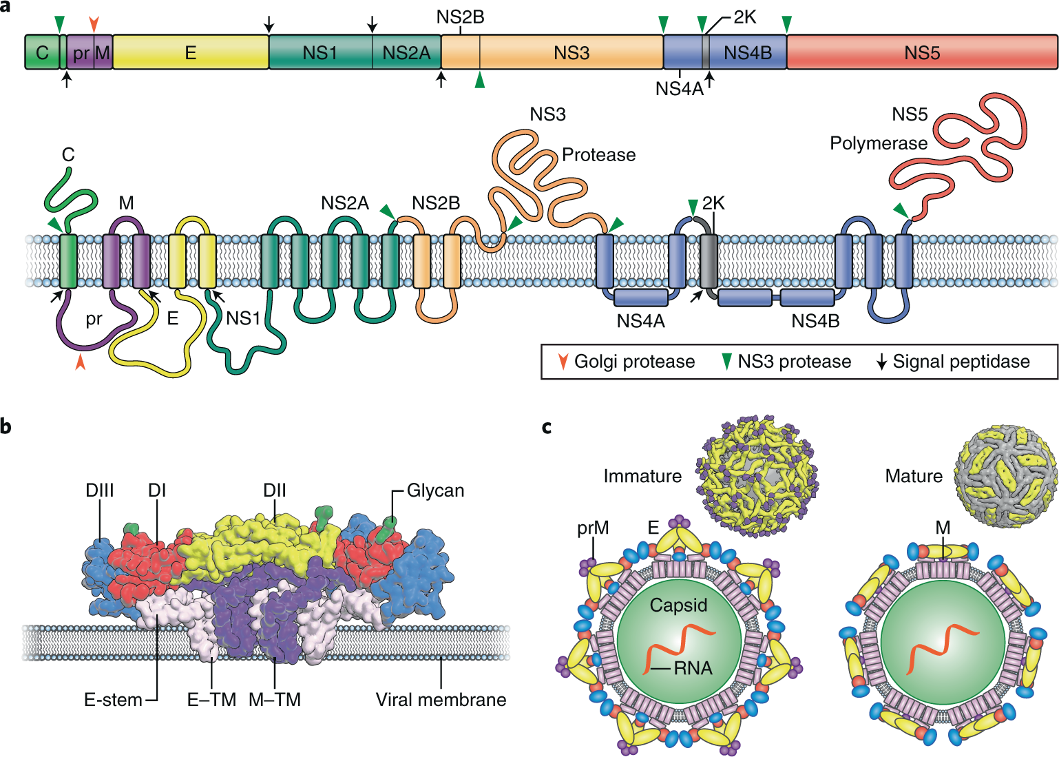 Loop de loop: viral RNA evades IFIT1 targeting: Trends in Microbiology