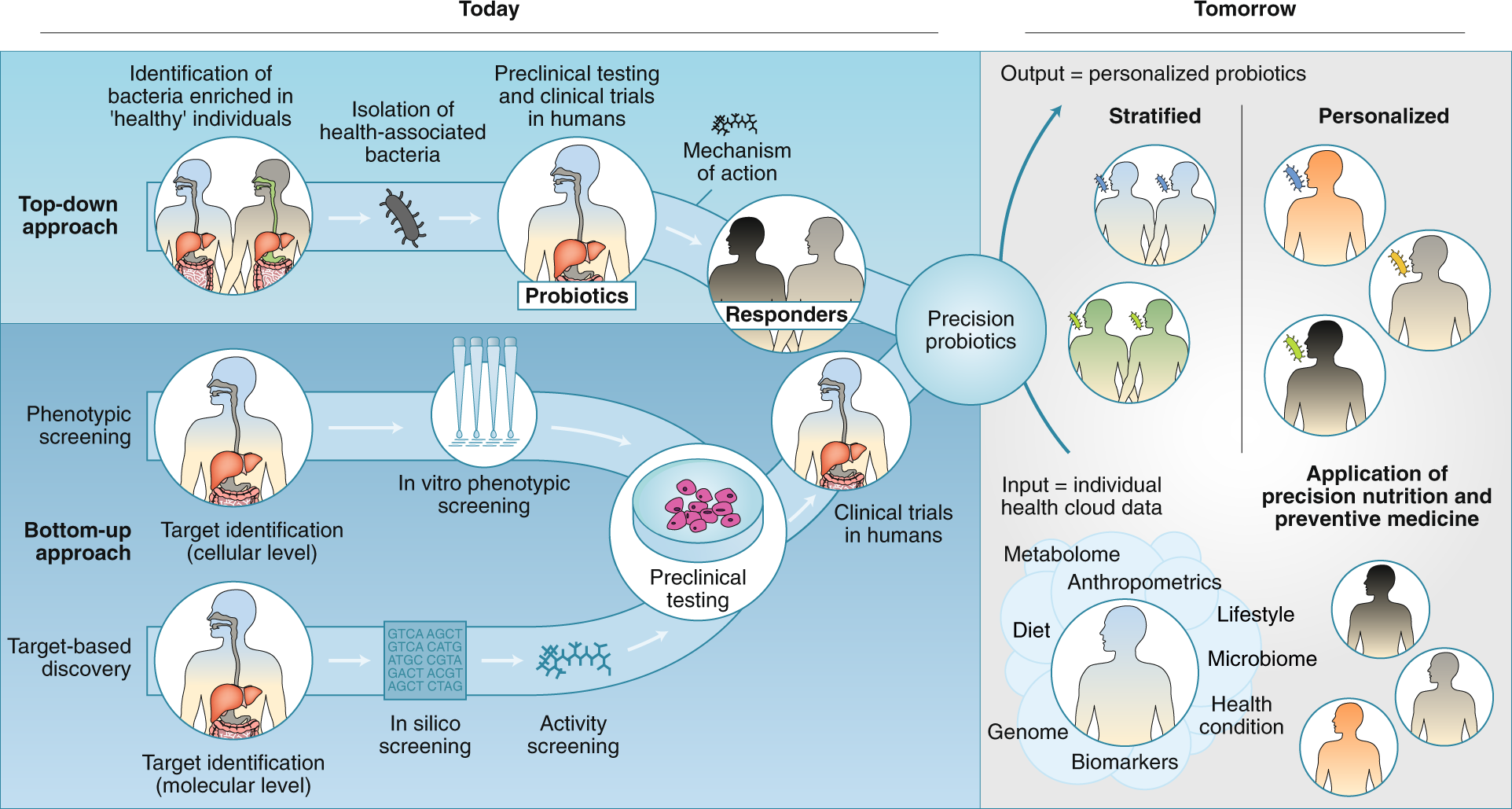 Moving from probiotics to precision probiotics | Nature Microbiology
