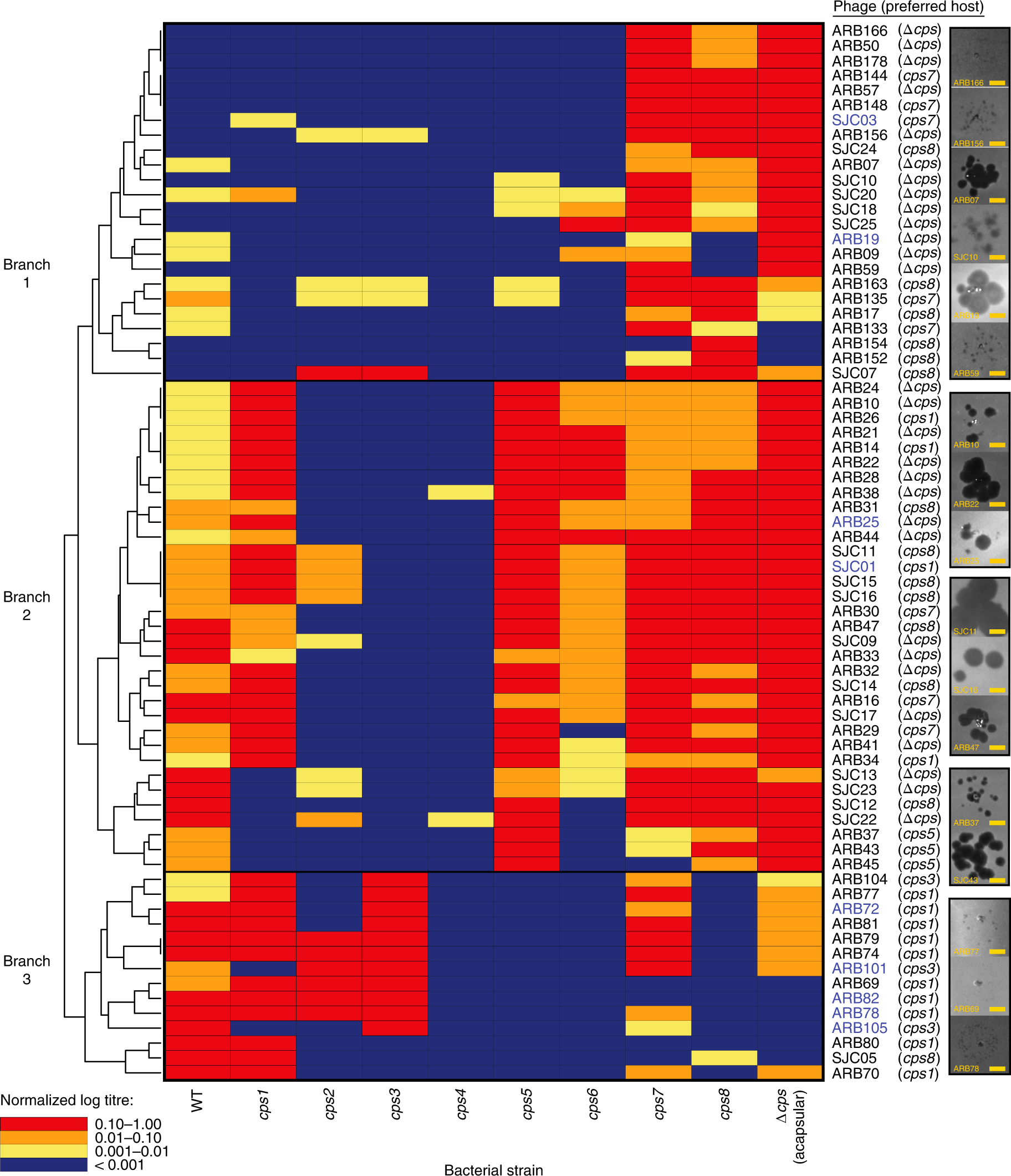 Phase-variable capsular polysaccharides and lipoproteins modify  bacteriophage susceptibility in Bacteroides thetaiotaomicron | Nature  Microbiology