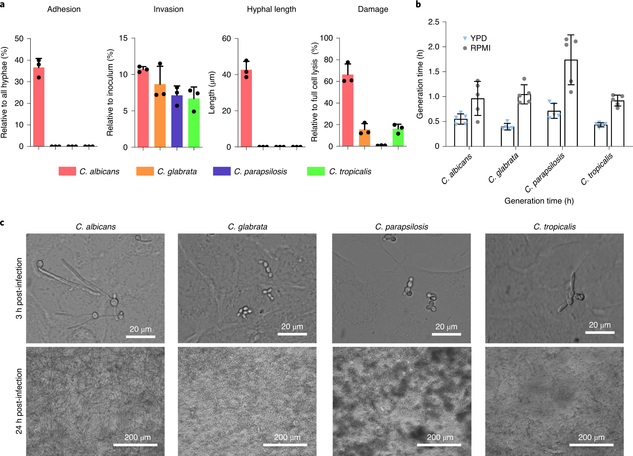 Interferon Type i. Candina glabrata результат <200. Associated types