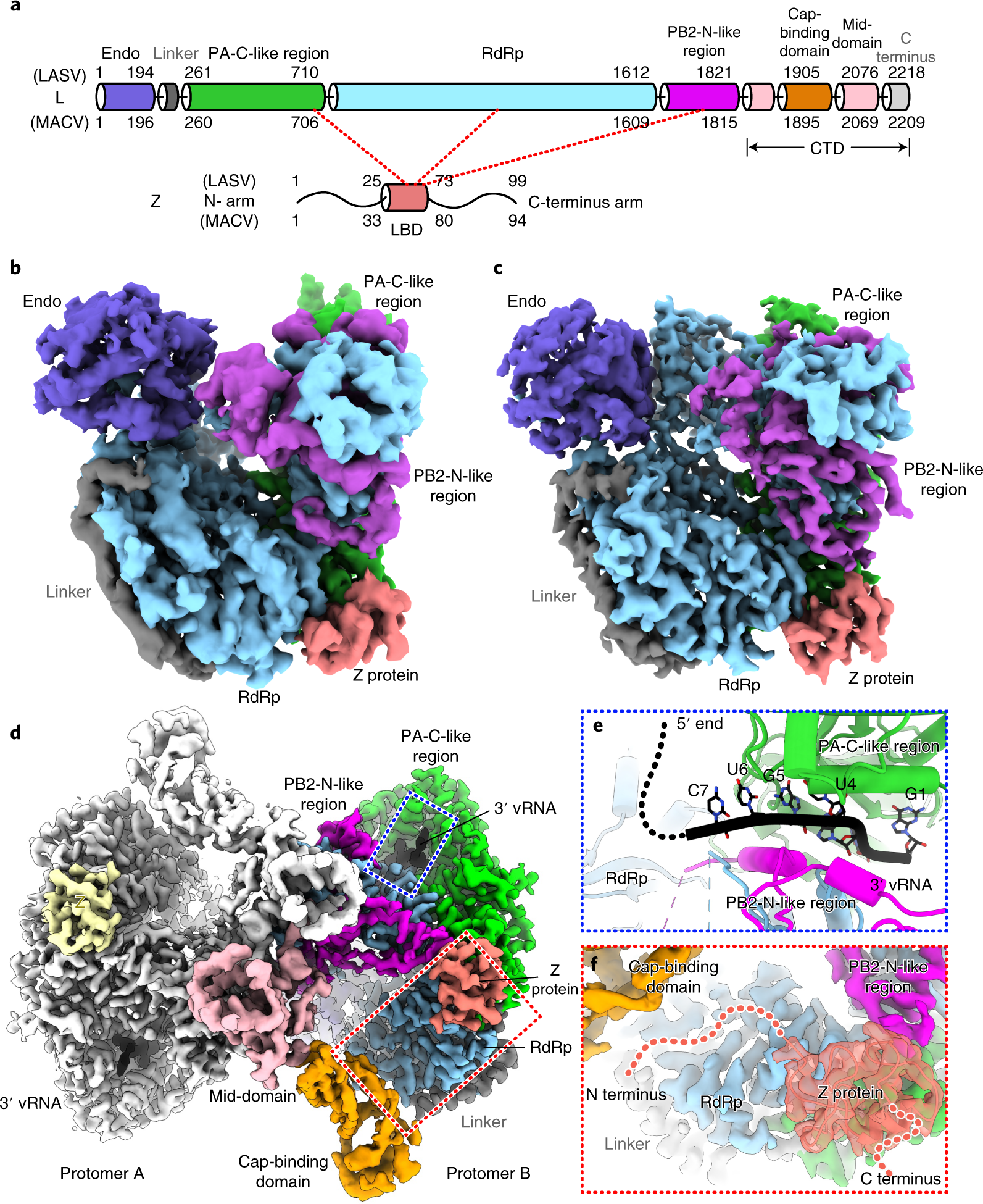 Cryo-EM structures of Lassa and Machupo virus polymerases complexed with  cognate regulatory Z proteins identify targets for antivirals | Nature  Microbiology