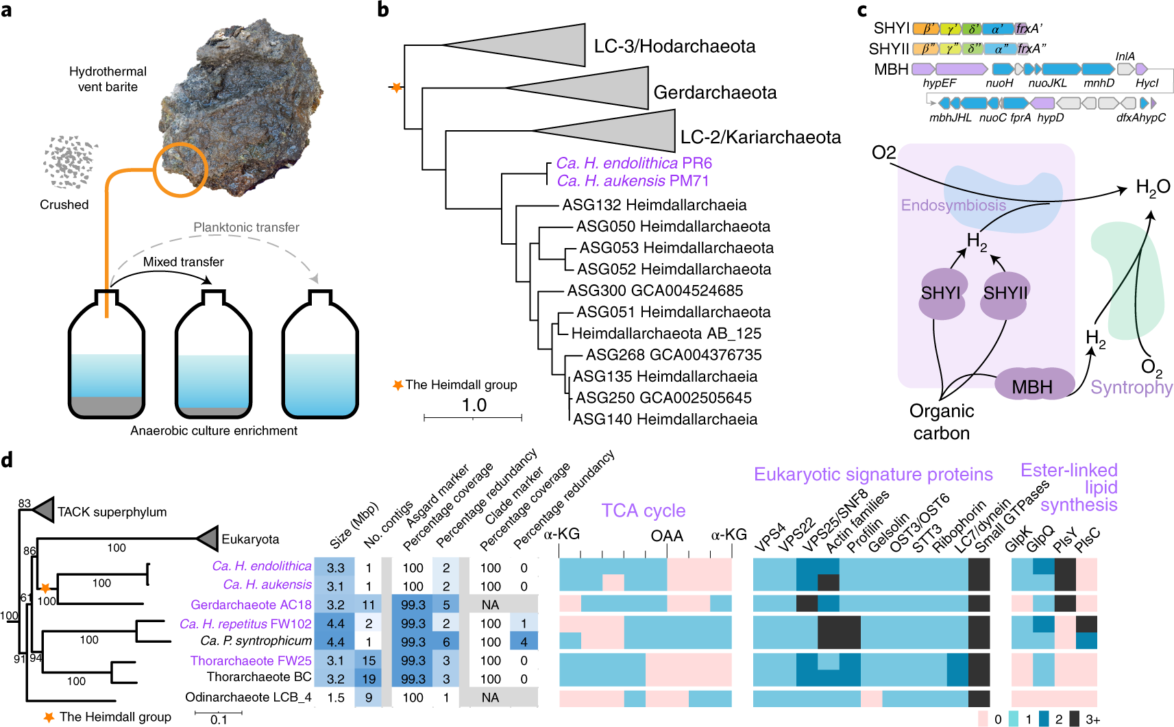 Unique Mobile Elements And Scalable Gene Flow At The Prokaryote Eukaryote Boundary Revealed By Circularized Asgard Archaea Genomes Nature Microbiology