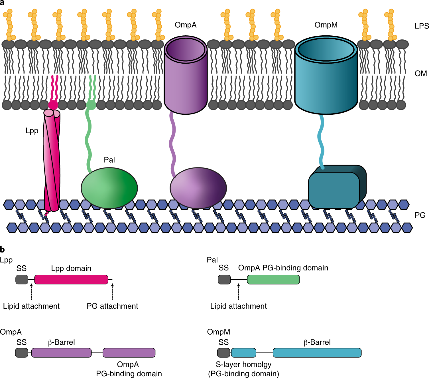 An ancient divide in outer membrane tethering systems in bacteria suggests  a mechanism for the diderm-to-monoderm transition | Nature Microbiology