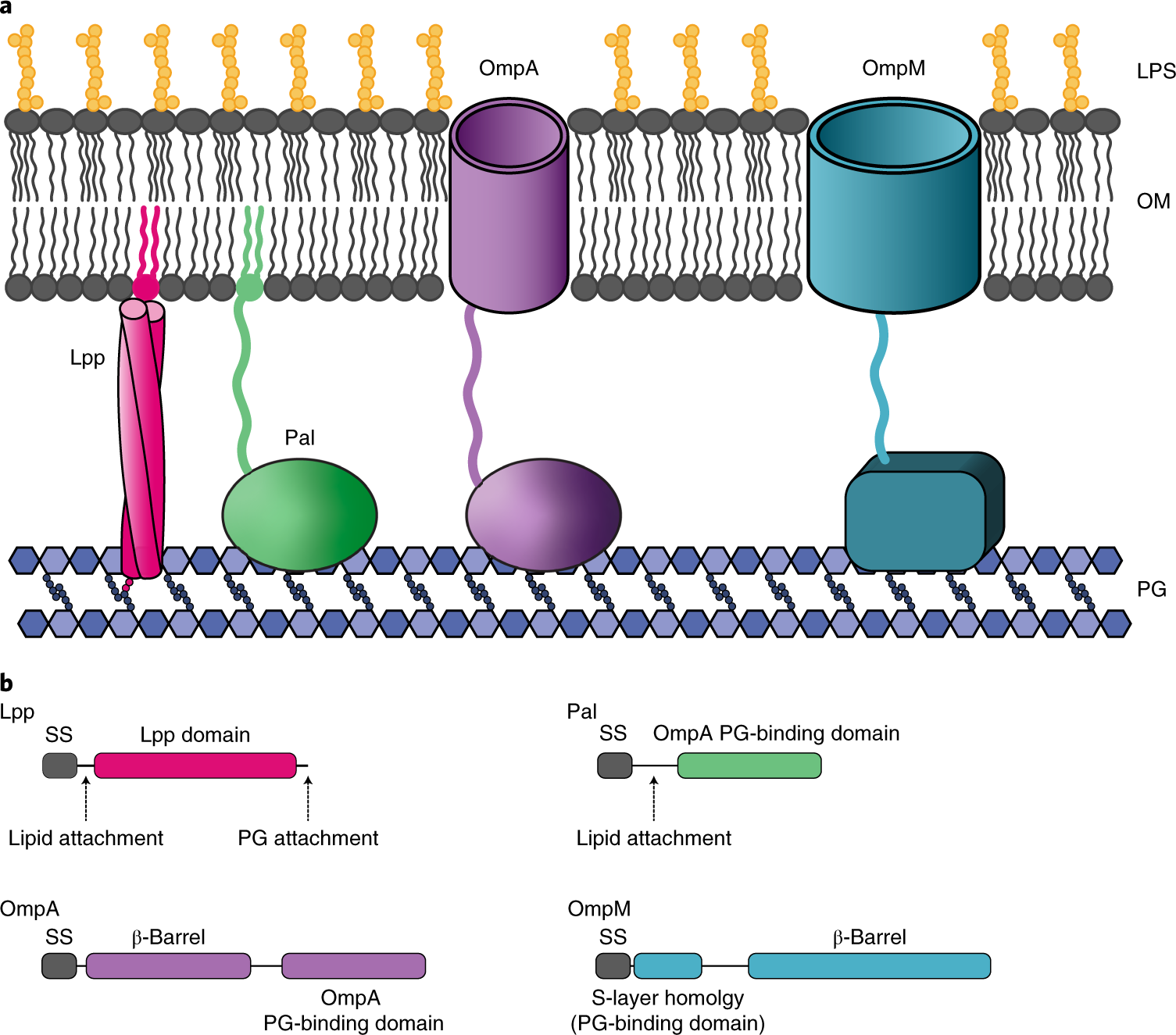 An Ancient Divide In Outer Membrane Tethering Systems In Bacteria Suggests A Mechanism For The Diderm To Monoderm Transition Nature Microbiology
